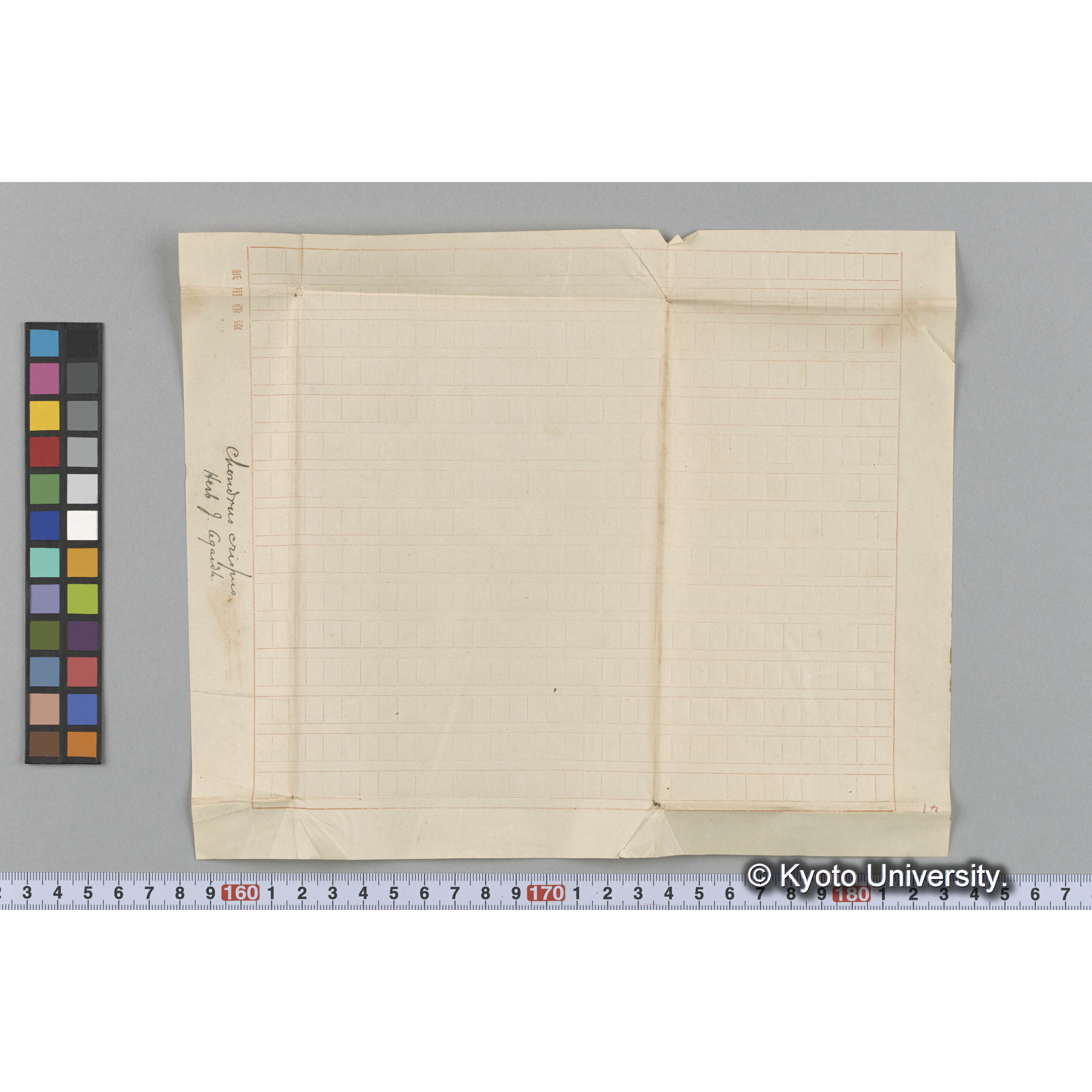 Chondrus crispus / Herb. J. Agardh. （写真帳番号 27） (3)