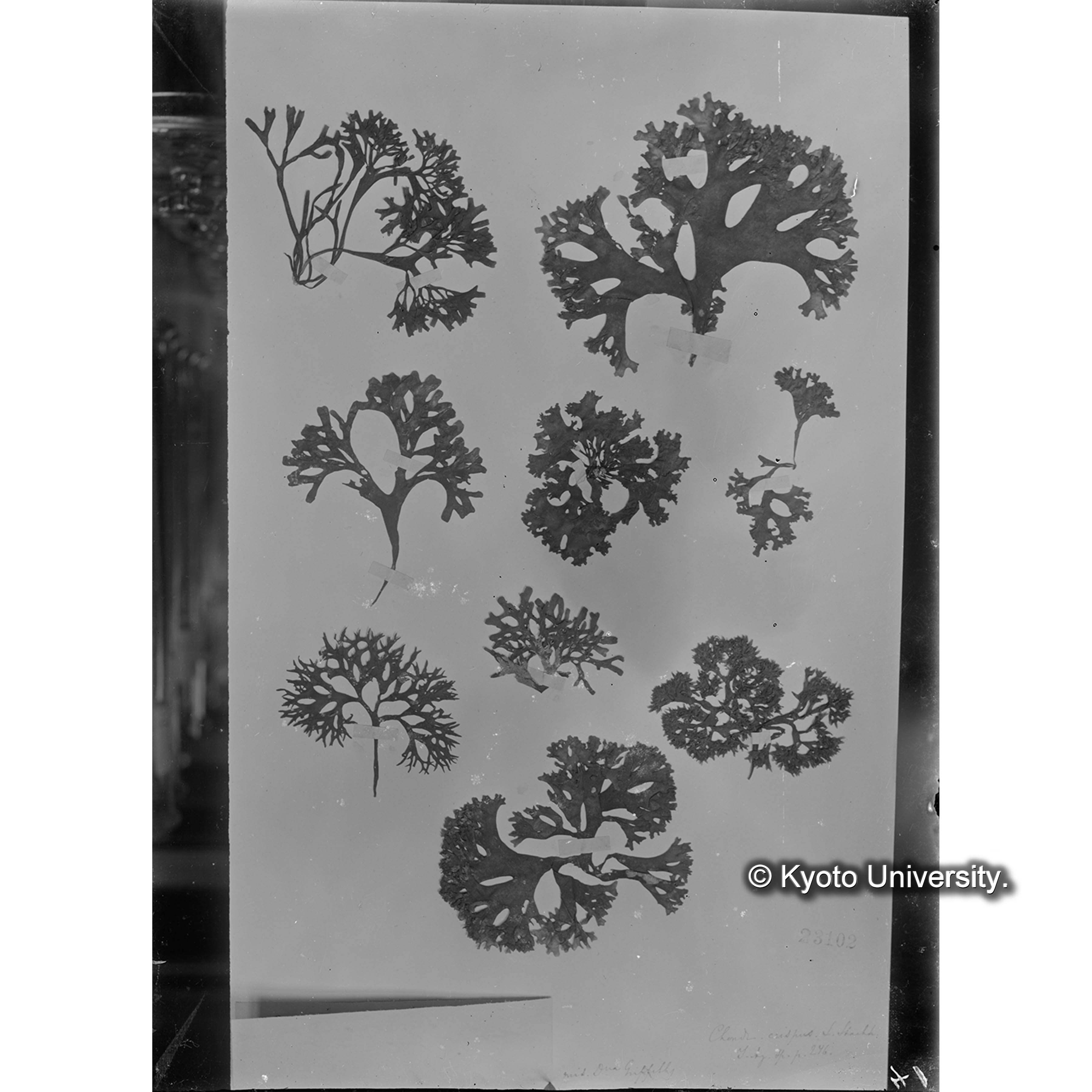 Chondrus crispus / Herb. J. Agardh. （写真帳番号 27） (4)