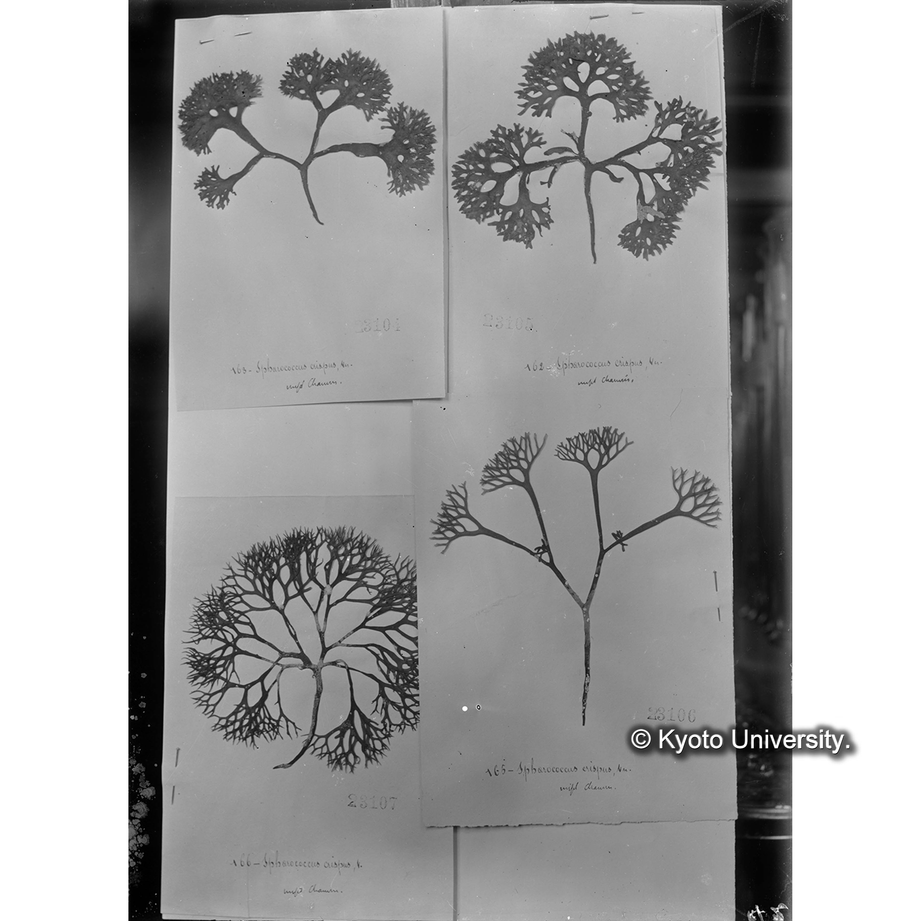 Chondrus crispus / Herb. J. Ag. / Chauvini （写真帳番号 30） (4)