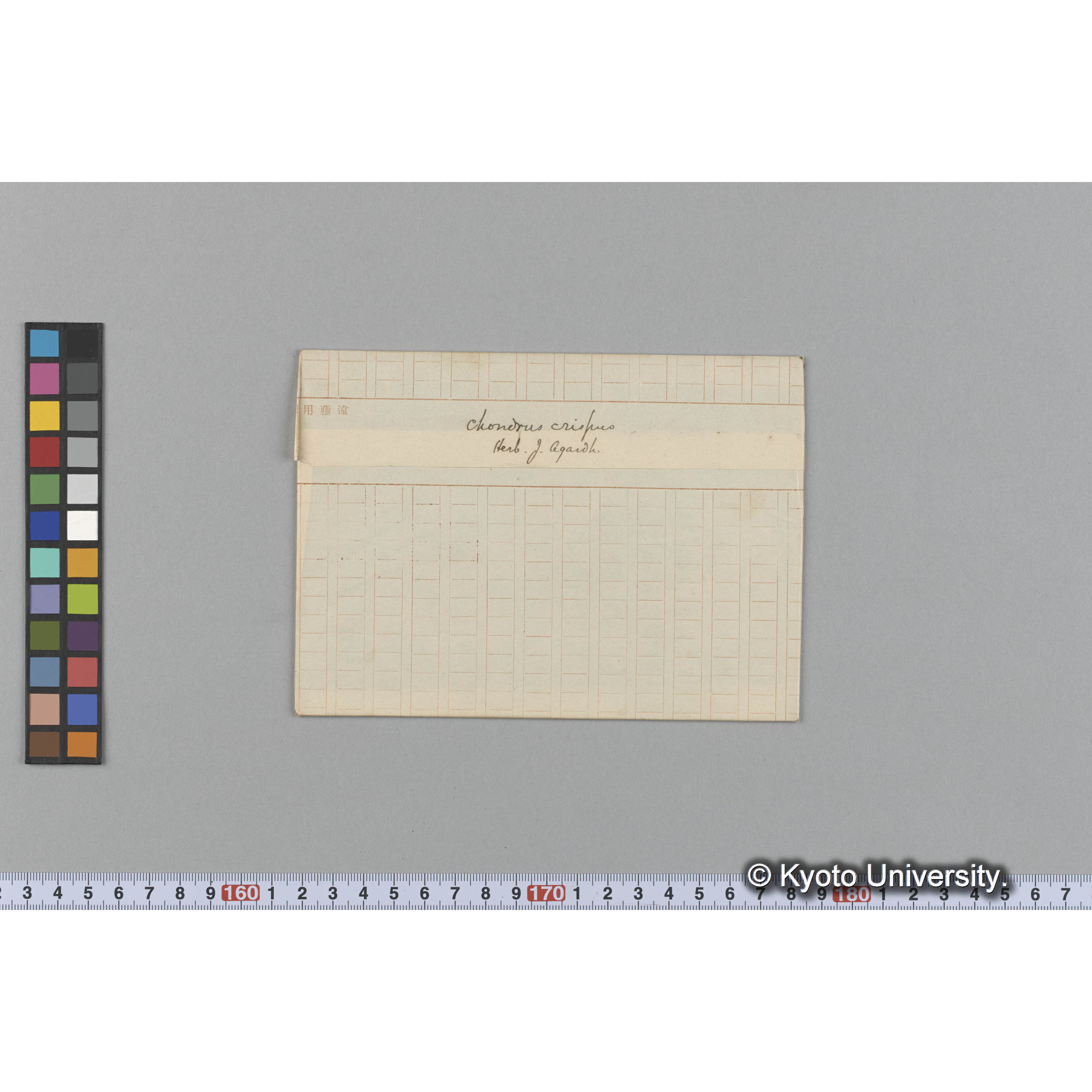 Chondrus crispus / Herb. J. Agardh. （写真帳番号 28） (1)