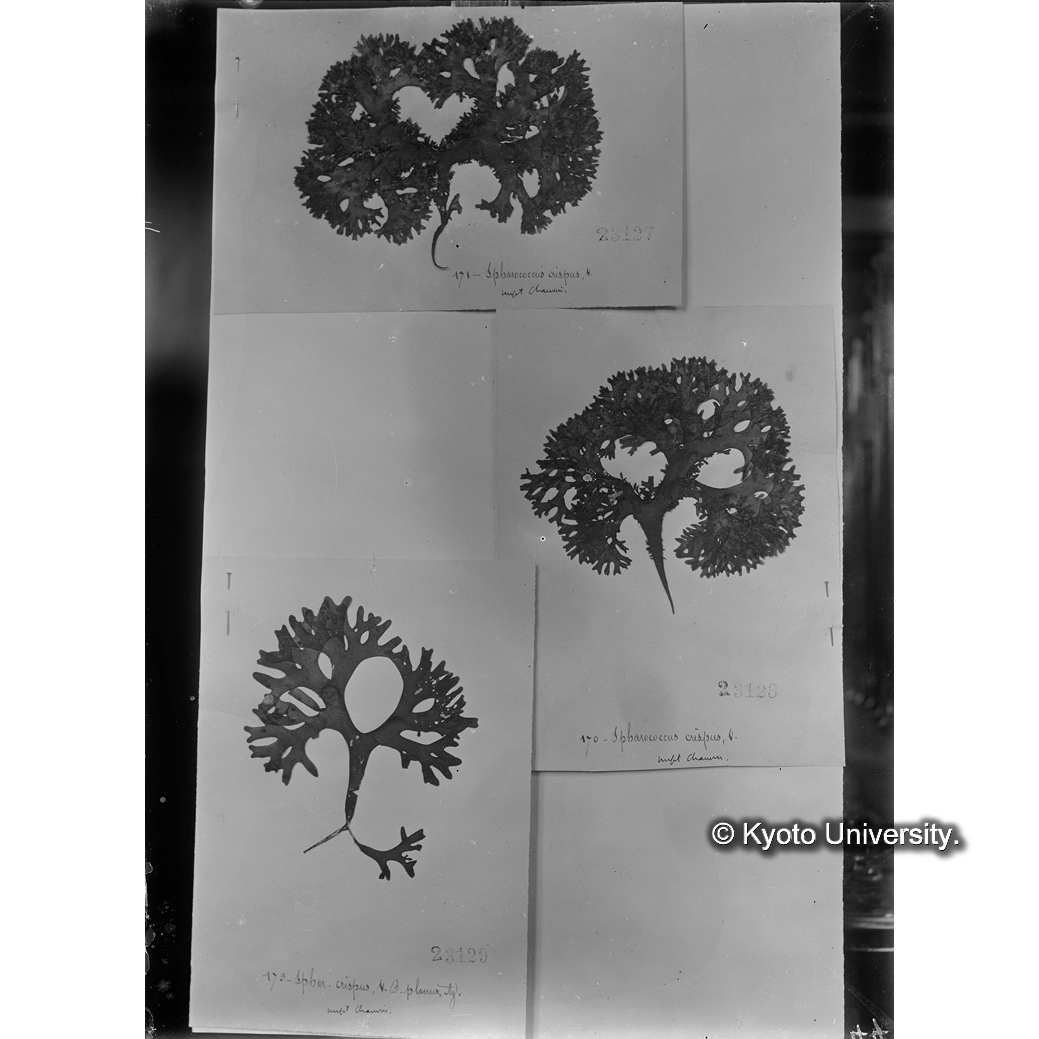 Chondrus crispus / Herb. J. Agardh. （写真帳番号 28） (4)