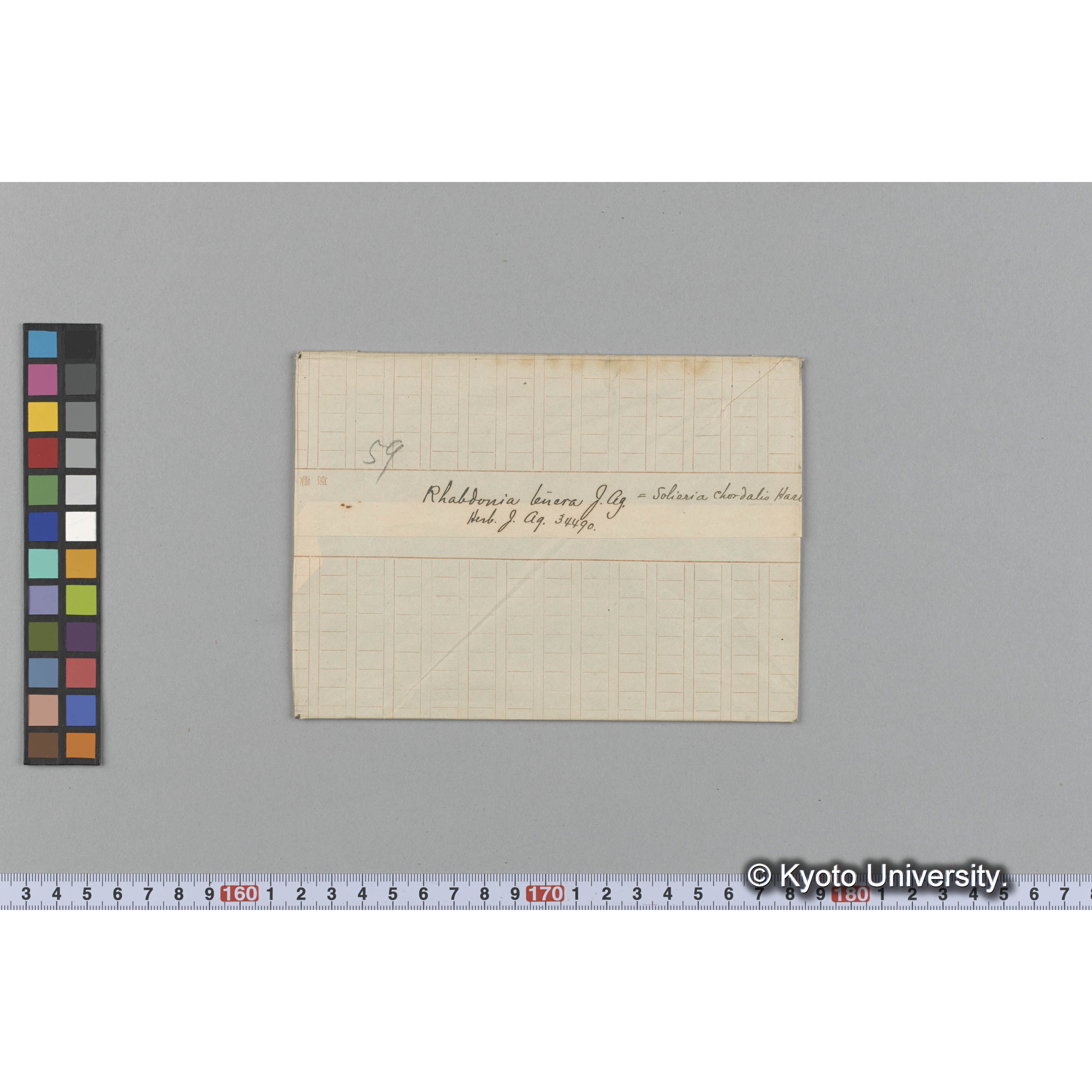 Rhabdonia tenera J. Ag. / =Solieria chordalis Harv. / Herb. J. Ag. 34490 （写真帳番号 103） (1)