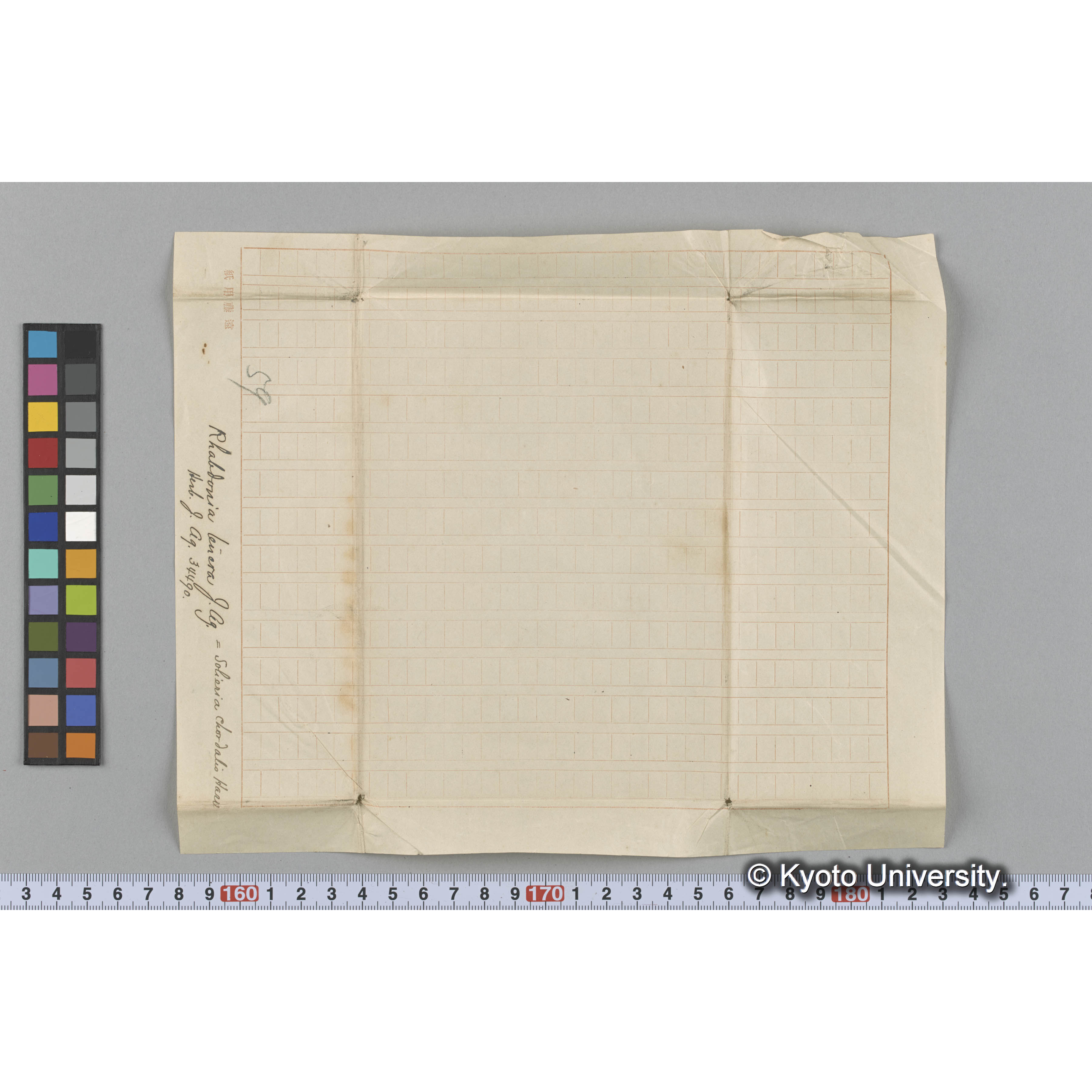 Rhabdonia tenera J. Ag. / =Solieria chordalis Harv. / Herb. J. Ag. 34490 （写真帳番号 103） (3)