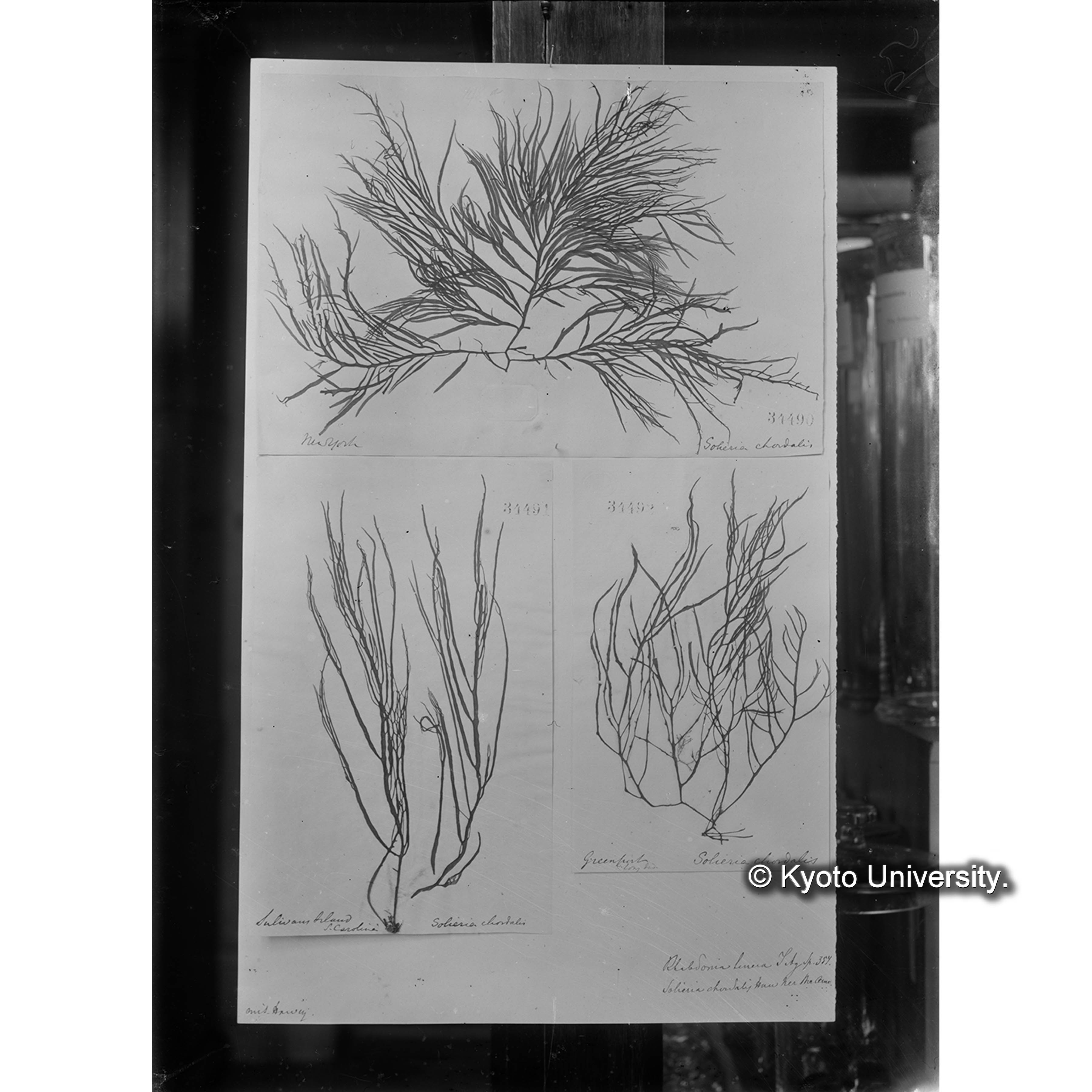 Rhabdonia tenera J. Ag. / =Solieria chordalis Harv. / Herb. J. Ag. 34490 （写真帳番号 103） (4)