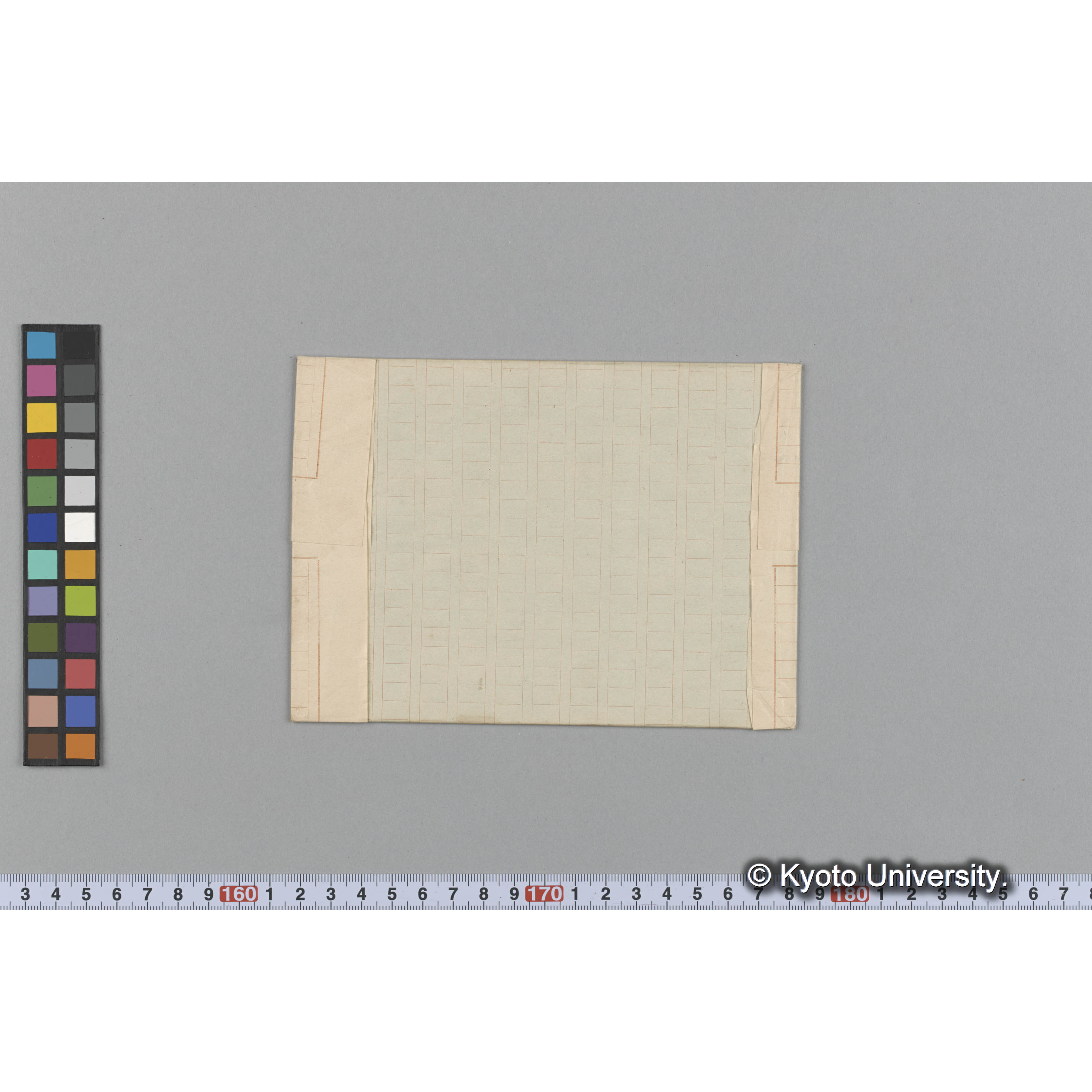 Vidalia obtusiloba / Herb. J. Ag. 42844 （写真帳番号 113） (2)