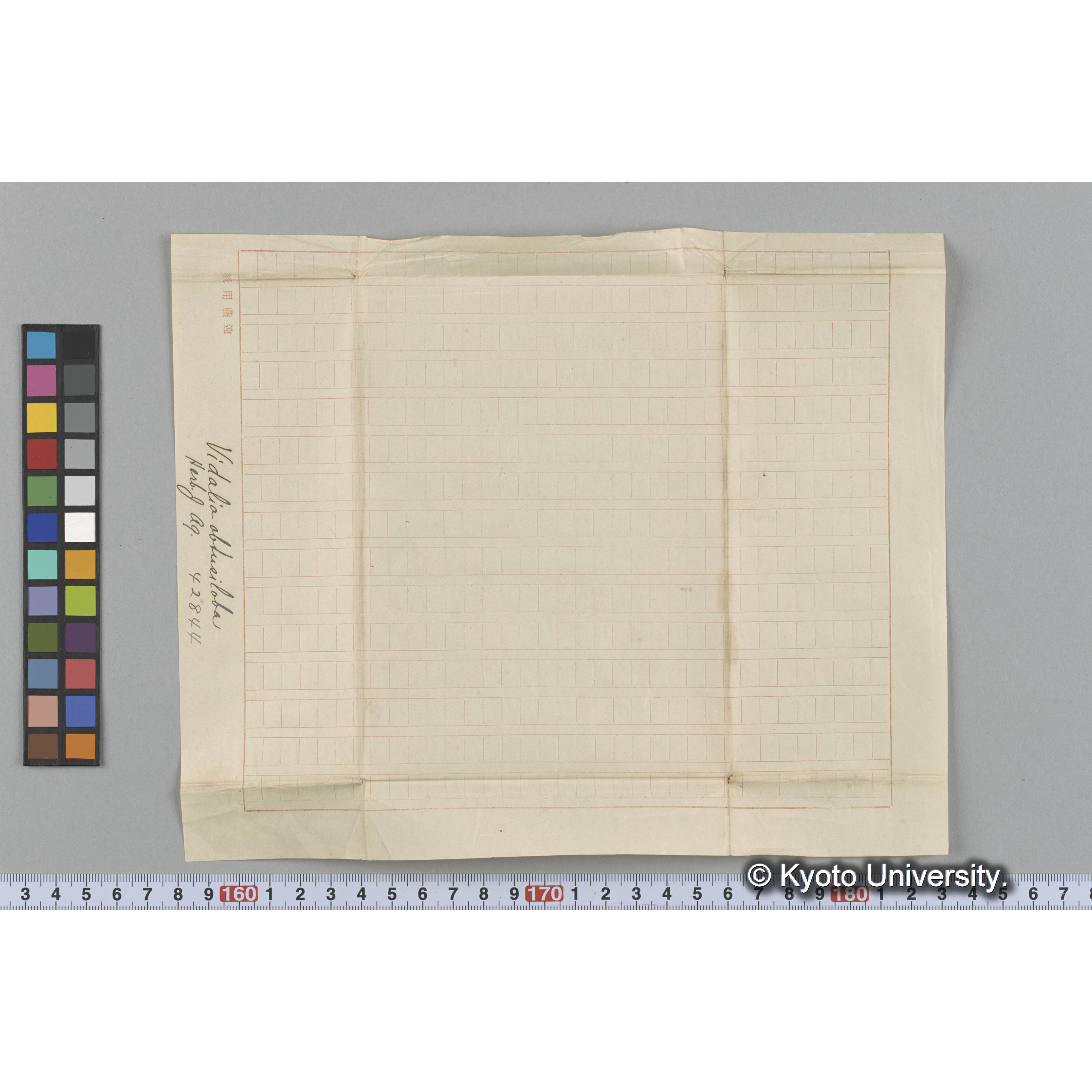 Vidalia obtusiloba / Herb. J. Ag. 42844 （写真帳番号 113） (3)