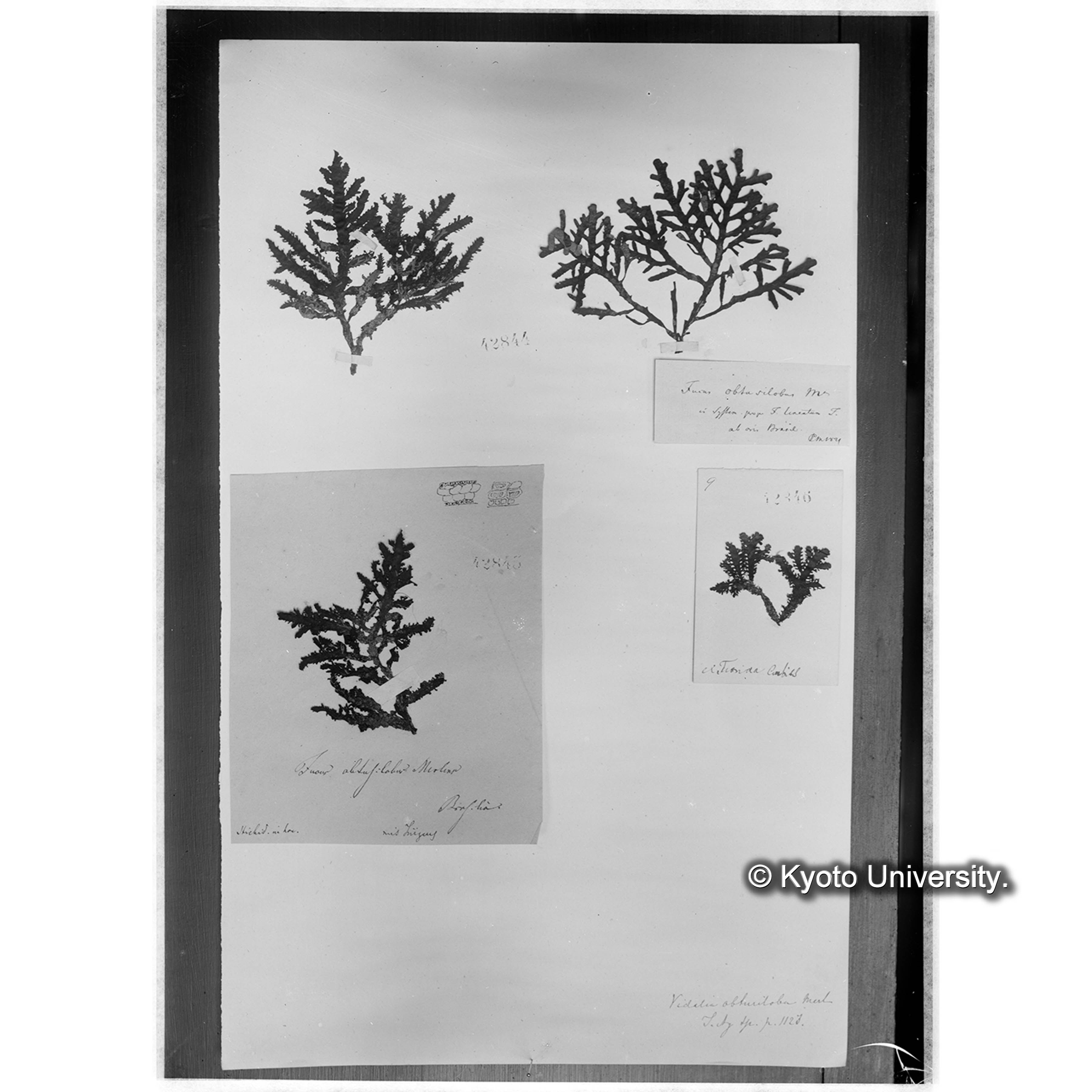 Vidalia obtusiloba / Herb. J. Ag. 42844 （写真帳番号 113） (4)