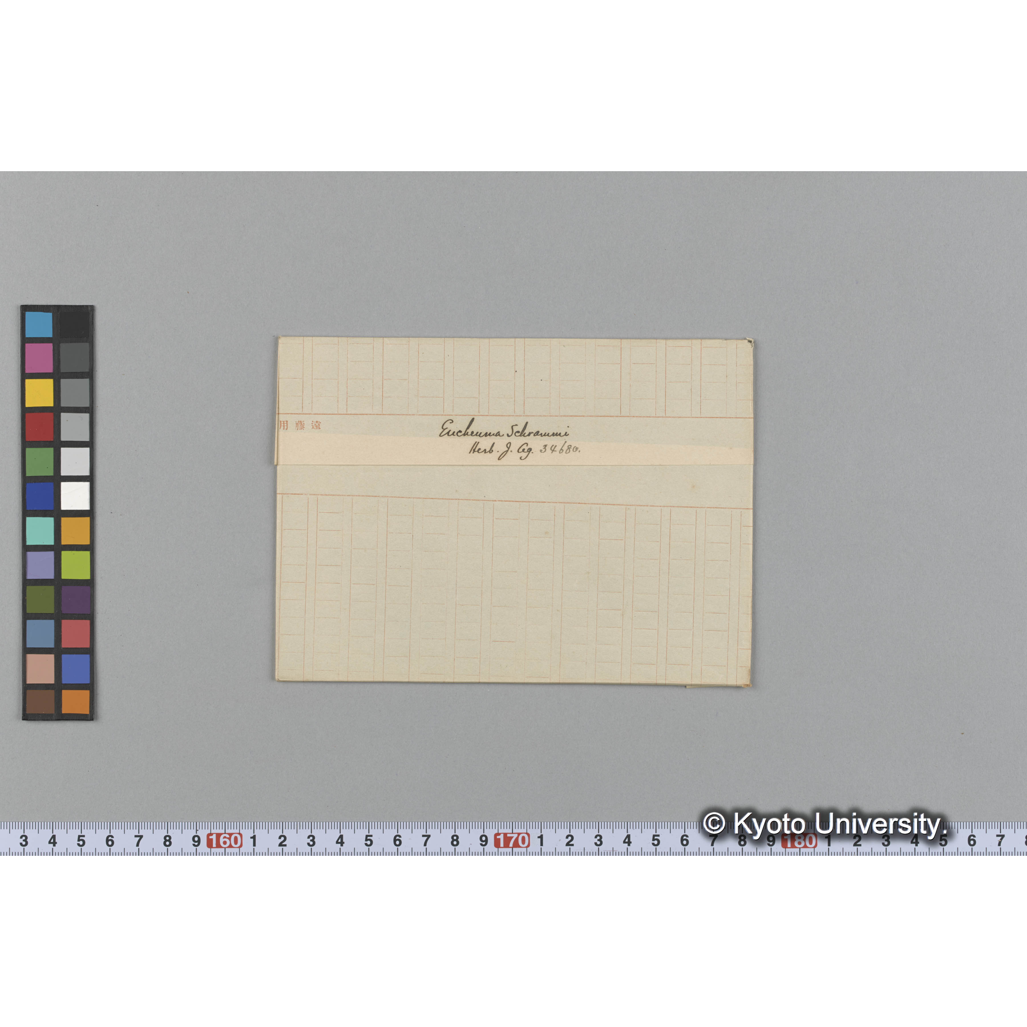 Eucheuma Schrammi / Herb. J. Ag. 34680 （写真帳番号 43） (1)