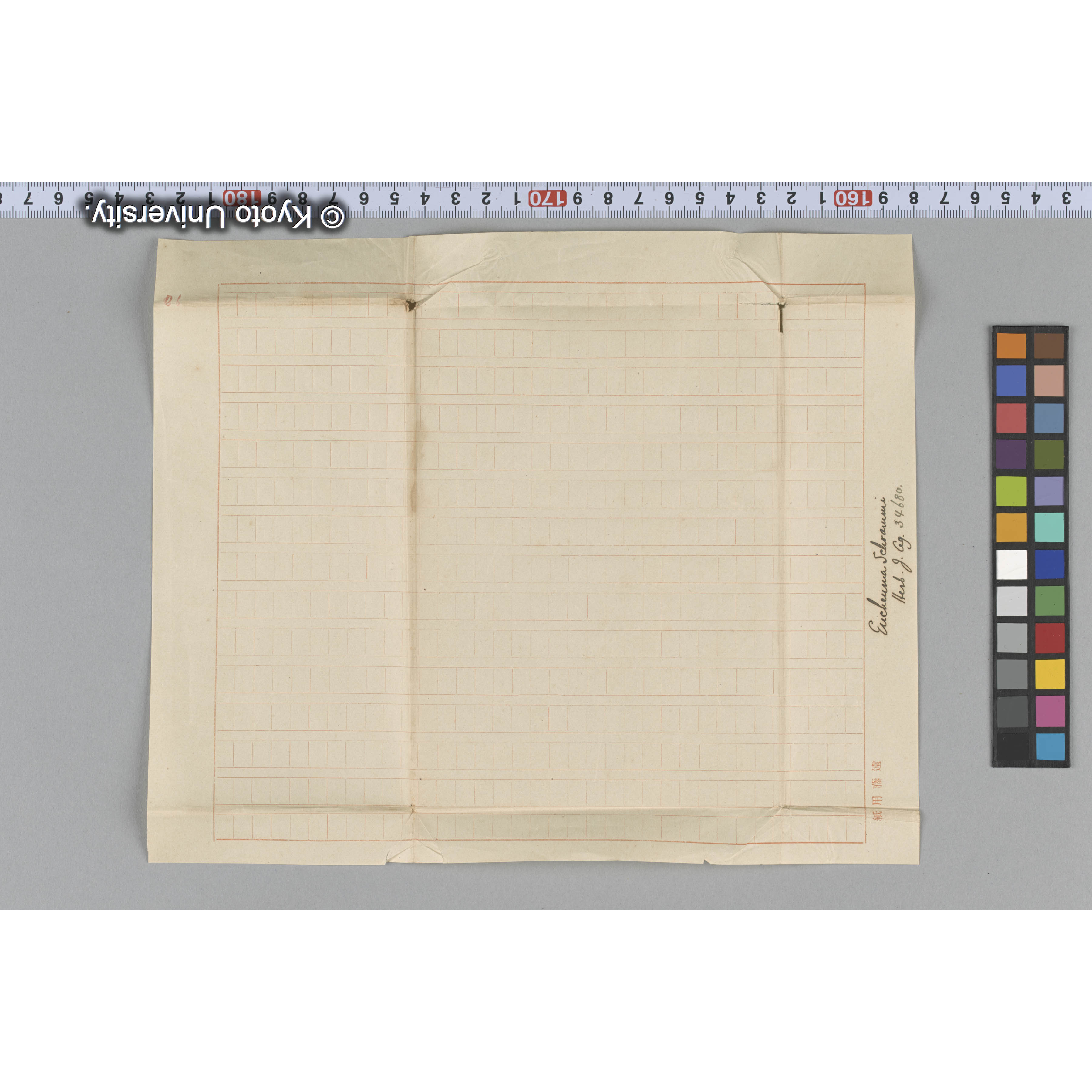 Eucheuma Schrammi / Herb. J. Ag. 34680 （写真帳番号 43） (3)