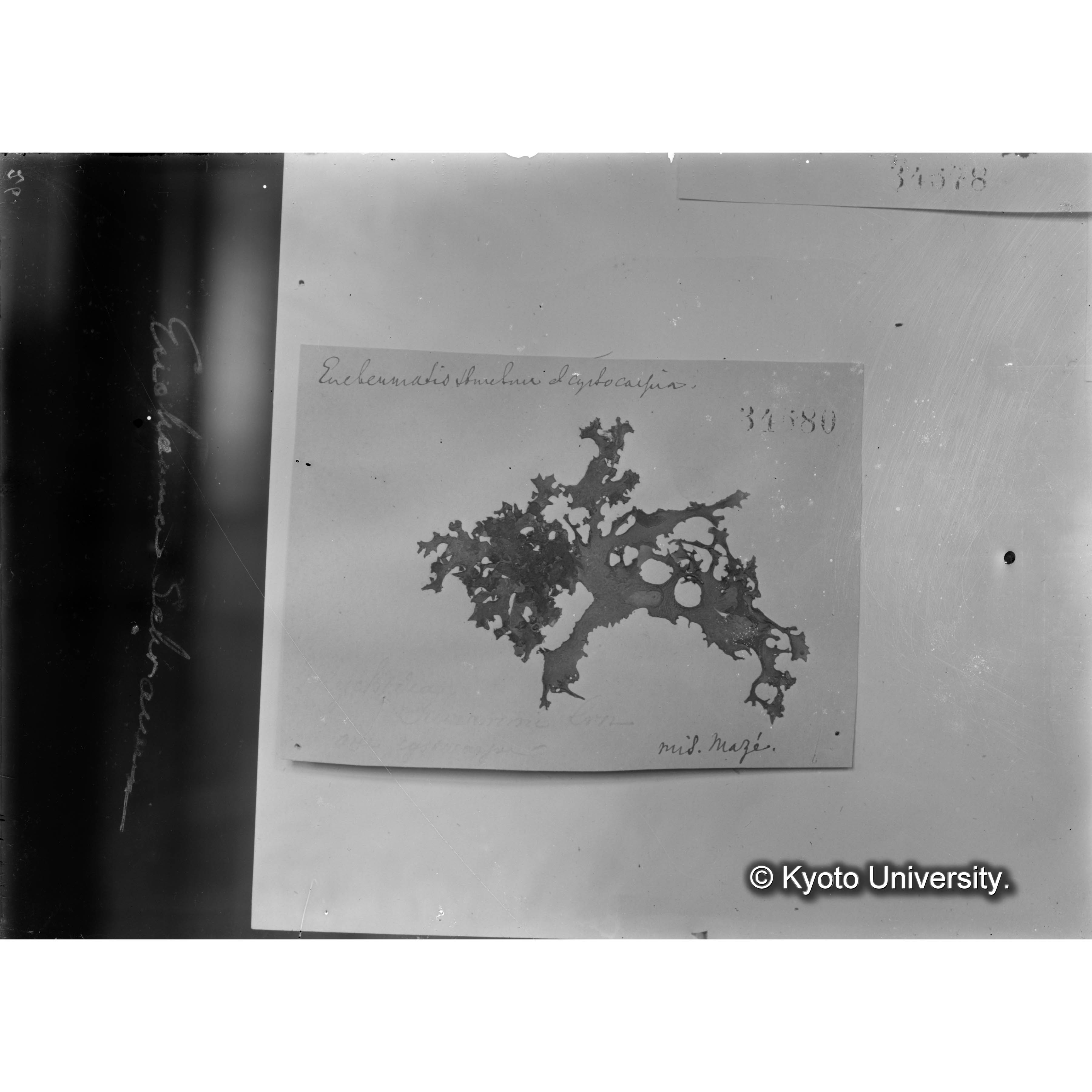 Eucheuma Schrammi / Herb. J. Ag. 34680 （写真帳番号 43） (4)