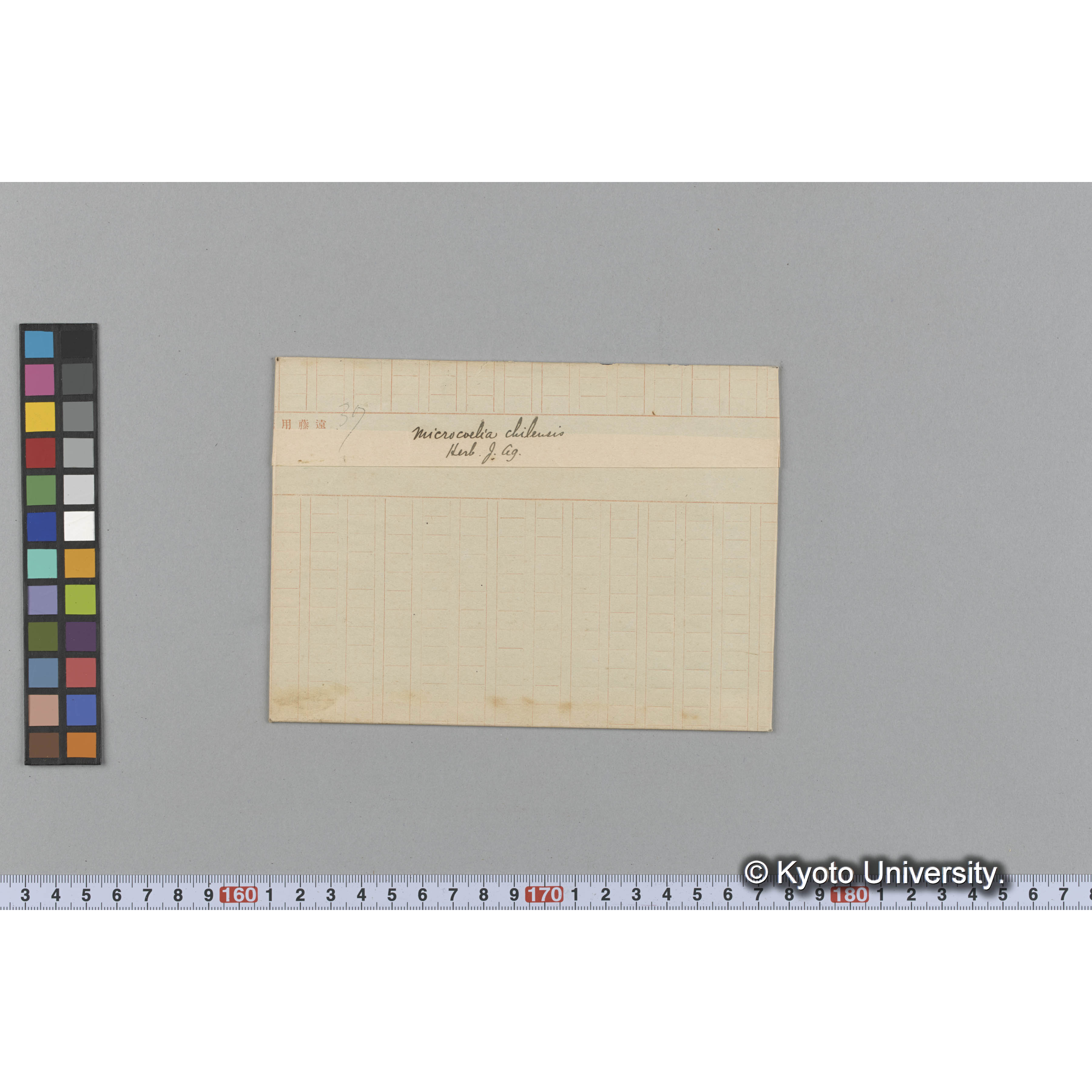 Microcoelia chilensis /Herb. J. Ag. （写真帳番号 90） (1)