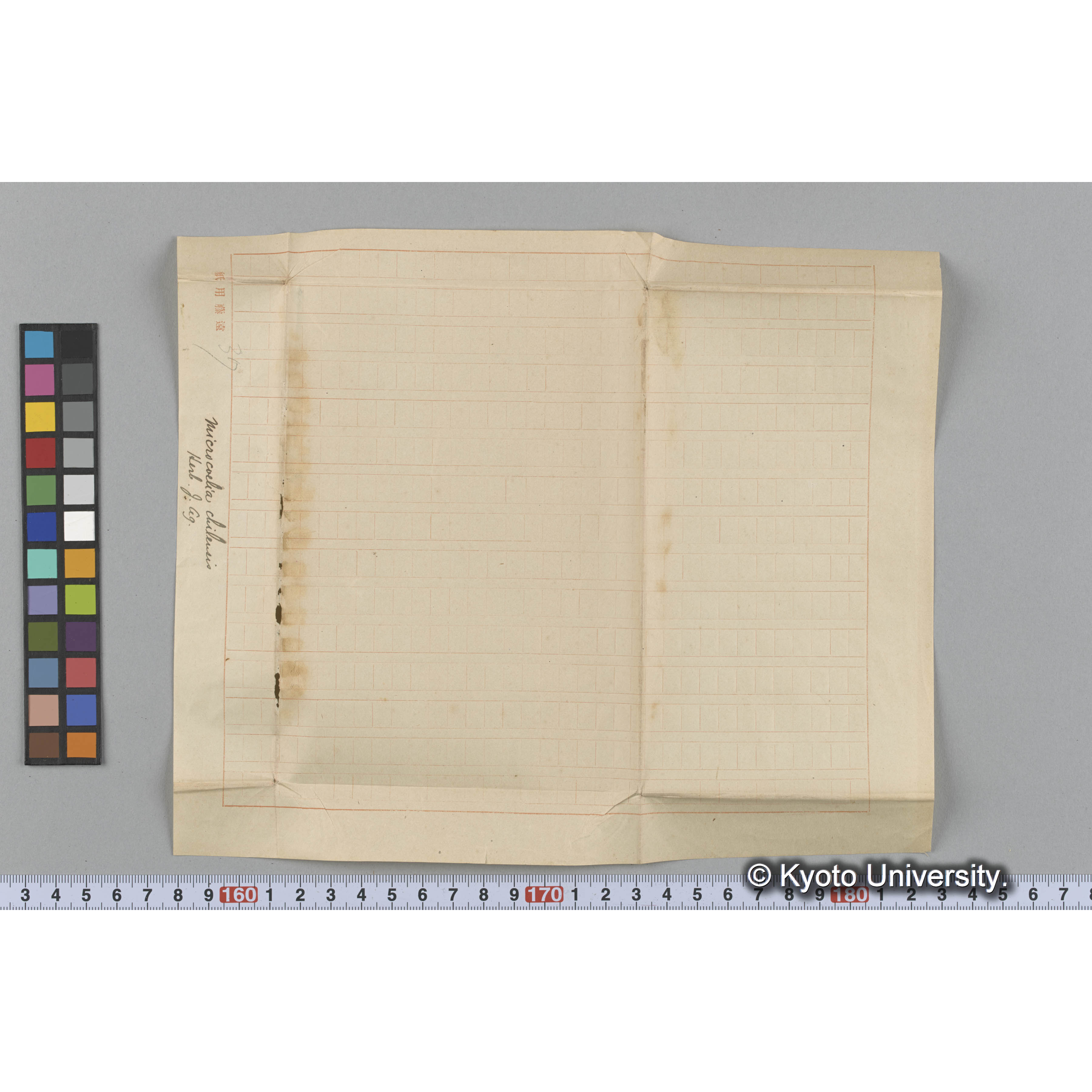 Microcoelia chilensis /Herb. J. Ag. （写真帳番号 90） (3)