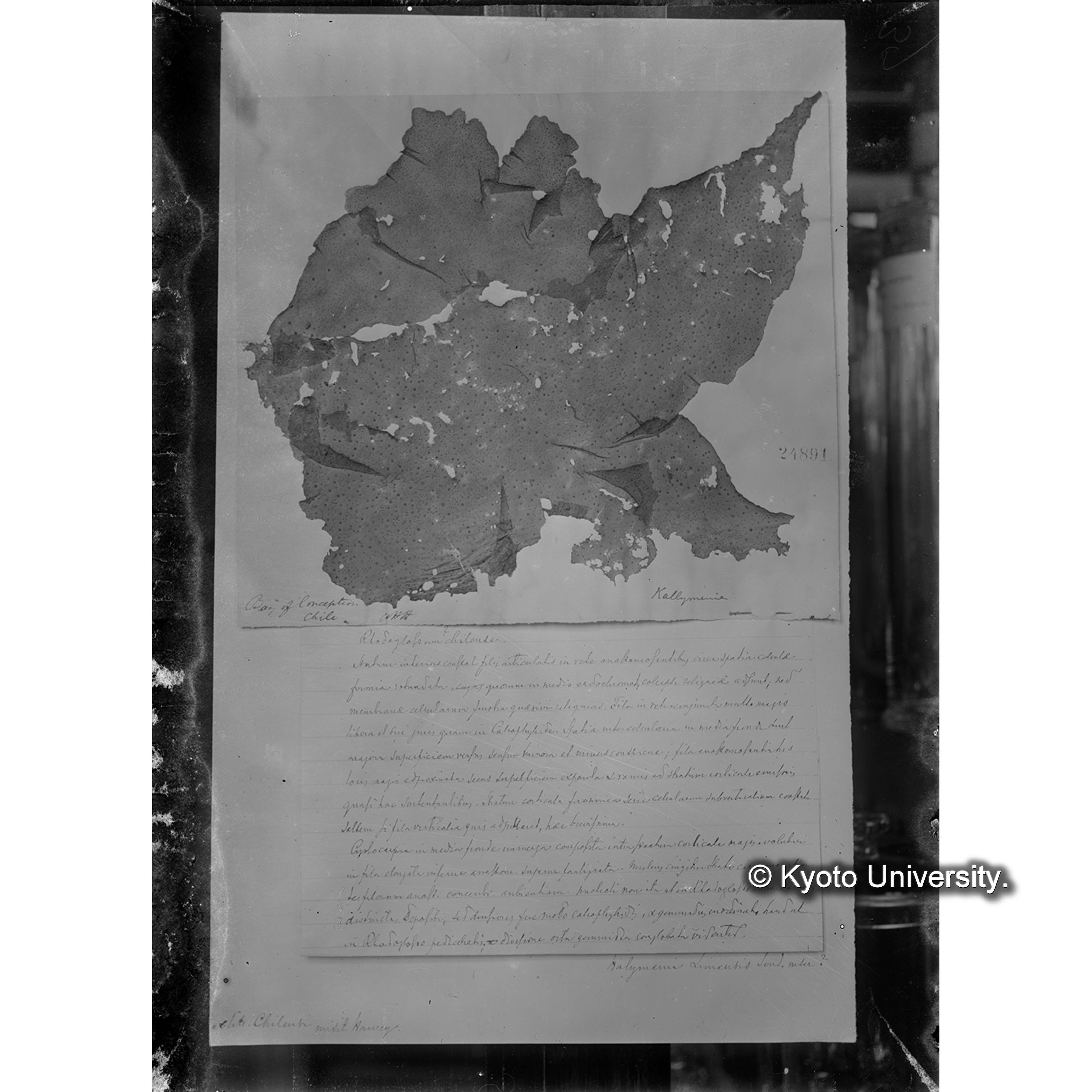 Microcoelia chilensis /Herb. J. Ag. （写真帳番号 90） (4)