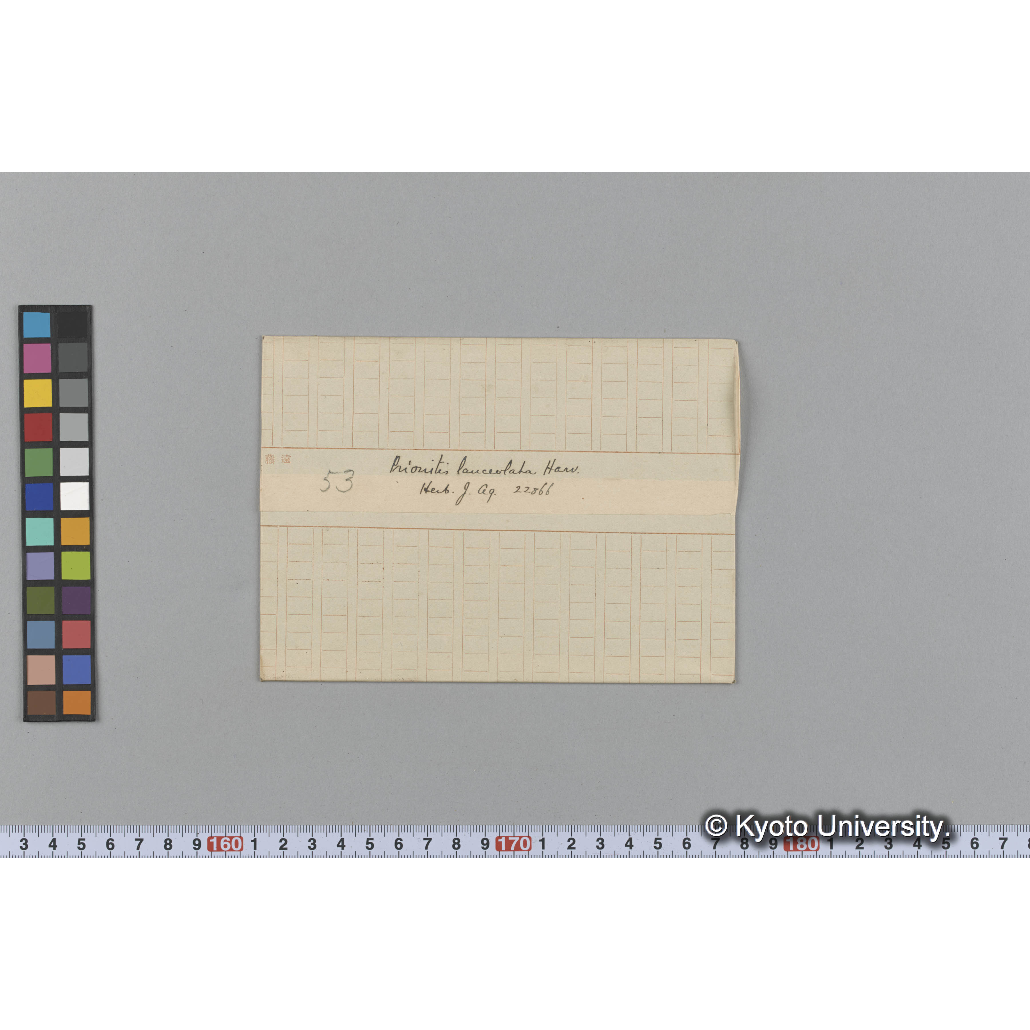 Prionitis lanceolata Harv. / Herb. J. Ag. 22866 （写真帳番号 99） (1)