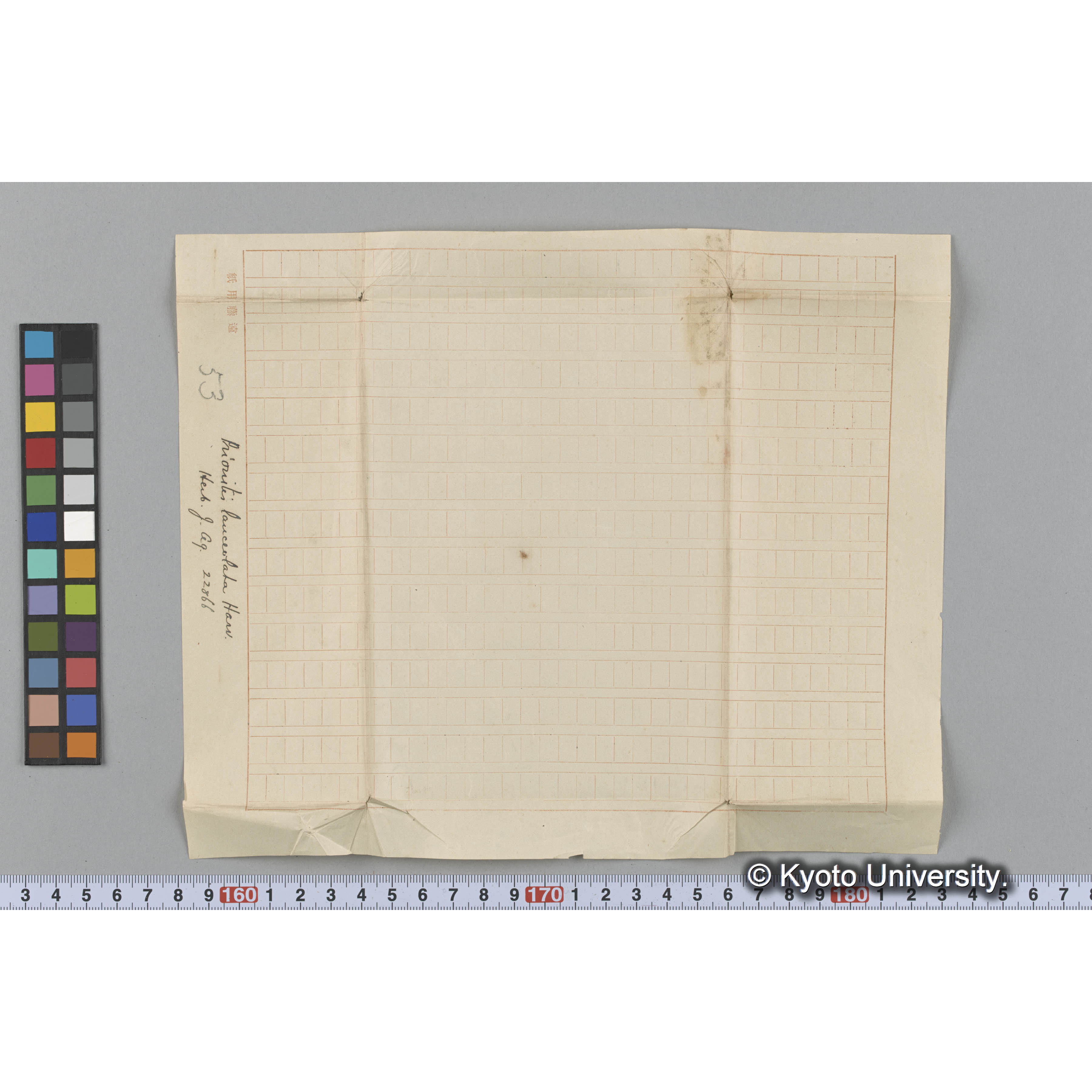 Prionitis lanceolata Harv. / Herb. J. Ag. 22866 （写真帳番号 99） (3)