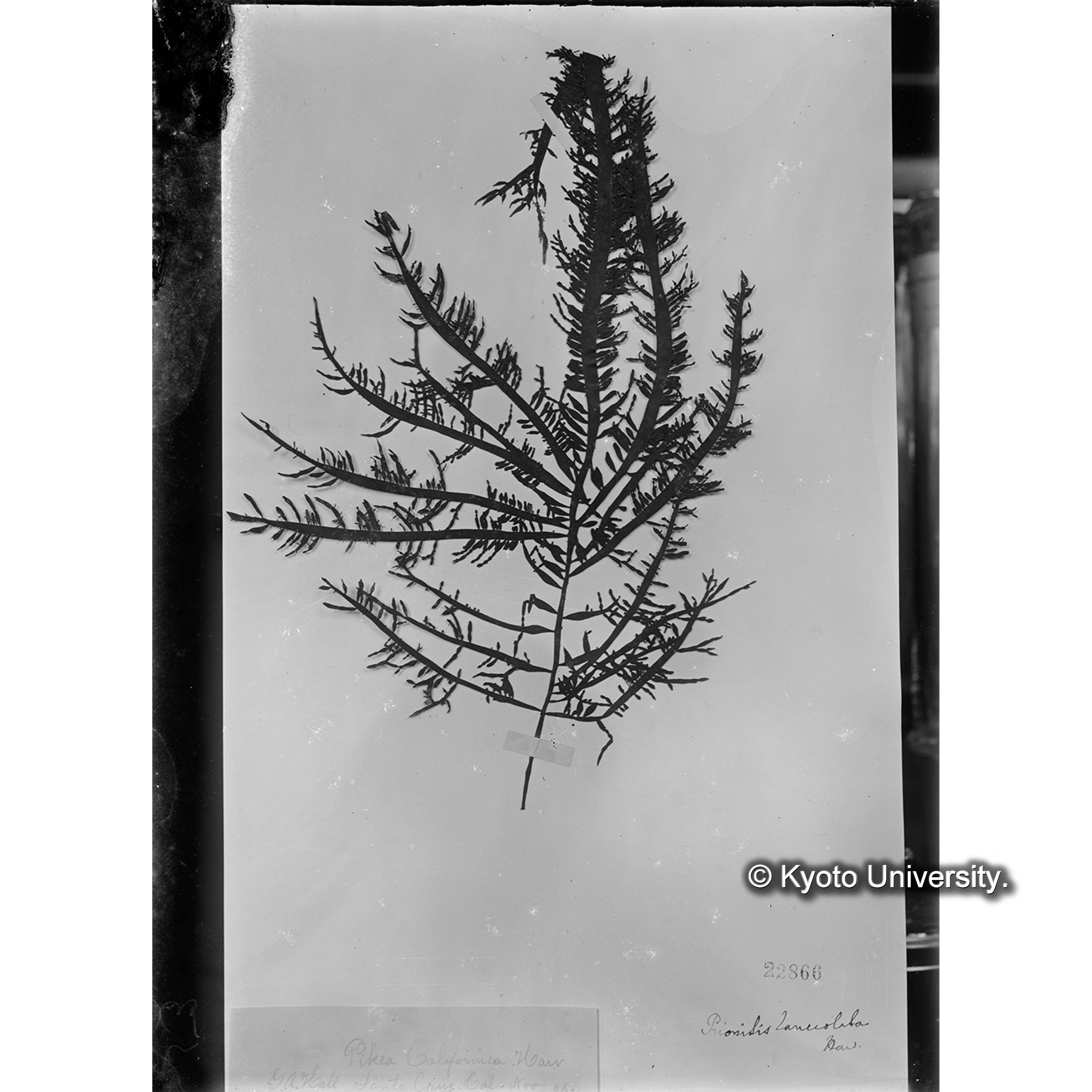 Prionitis lanceolata Harv. / Herb. J. Ag. 22866 （写真帳番号 99） (4)