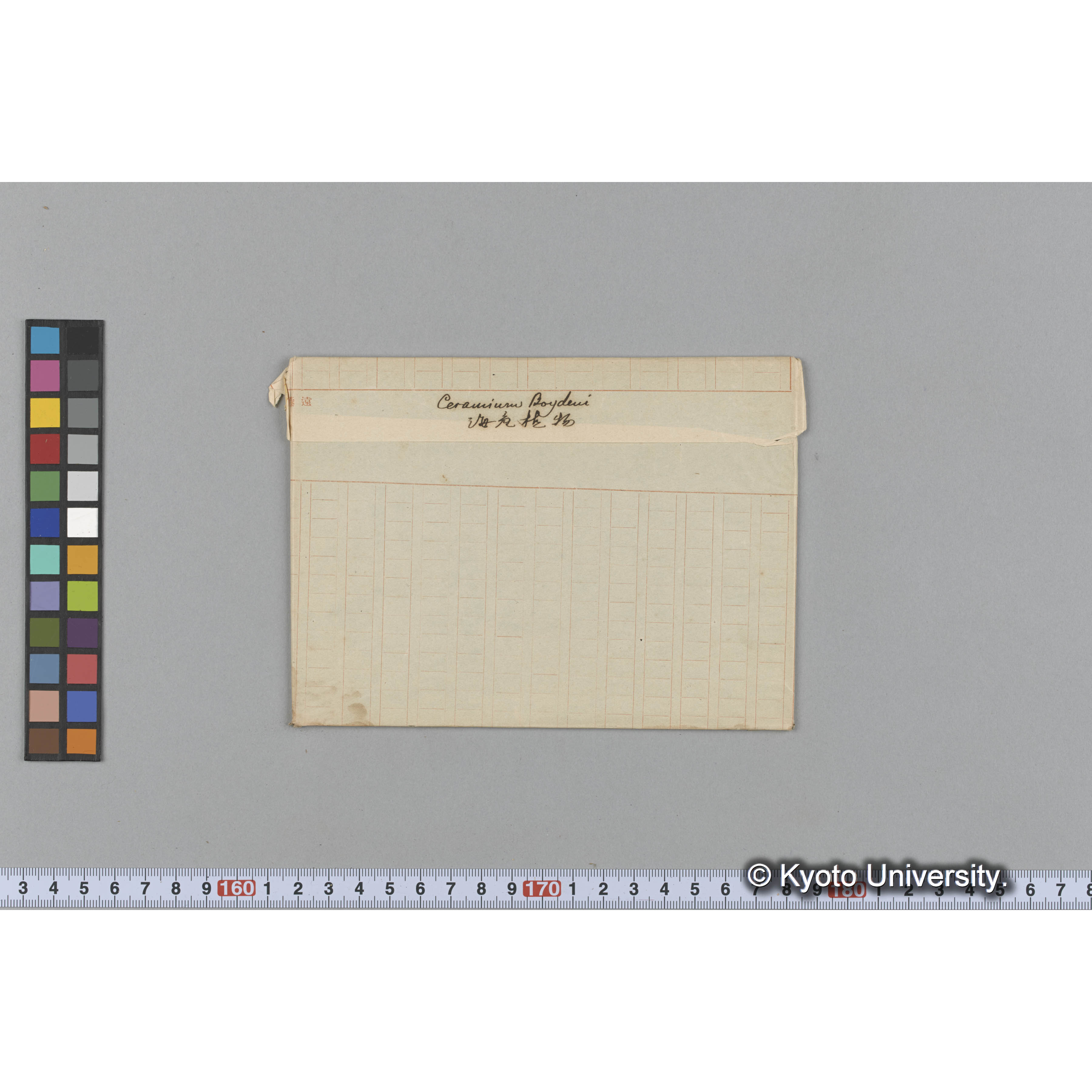 Ceramium Boydeni / 海産植物 (1)