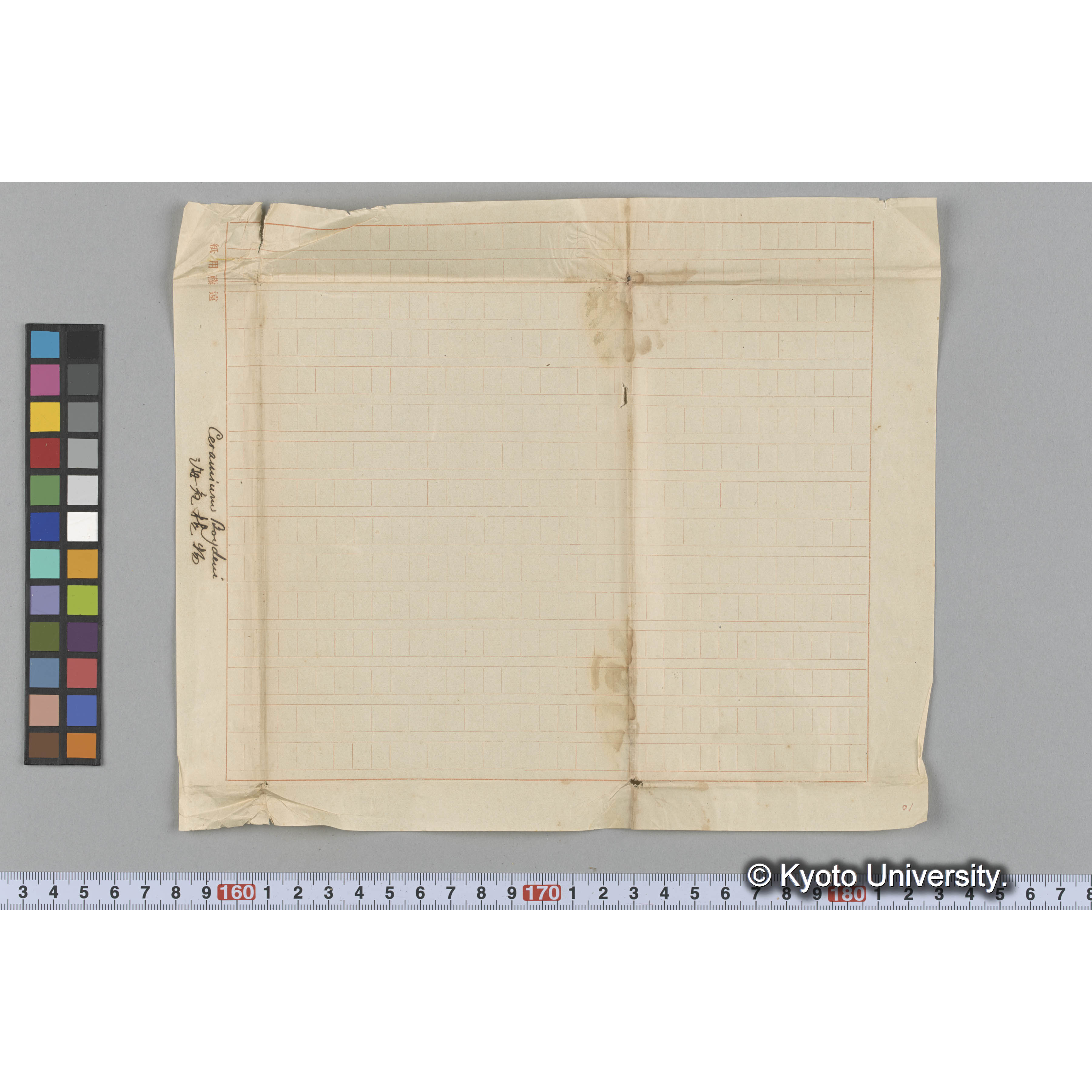 Ceramium Boydeni / 海産植物 (3)