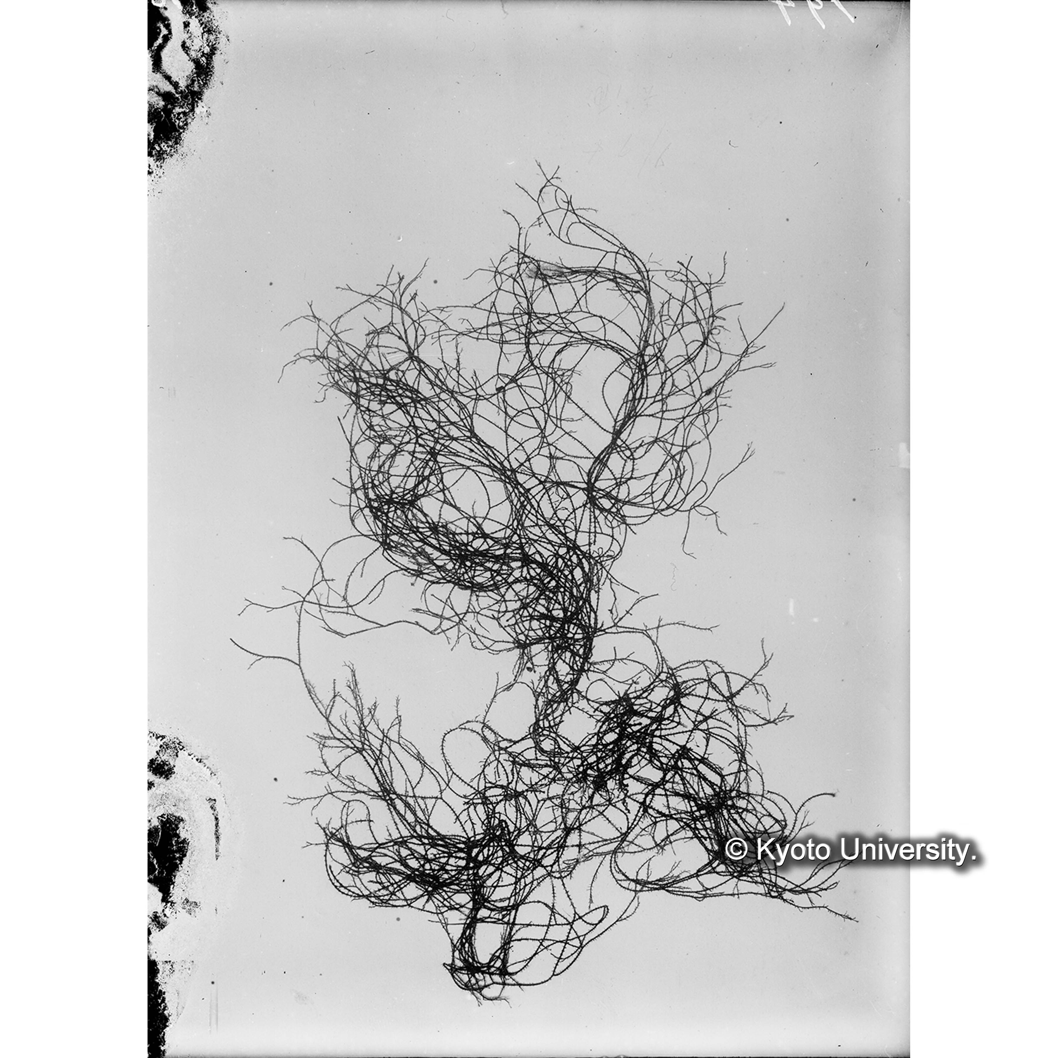 Ceramium Boydeni / 海産植物 (4)