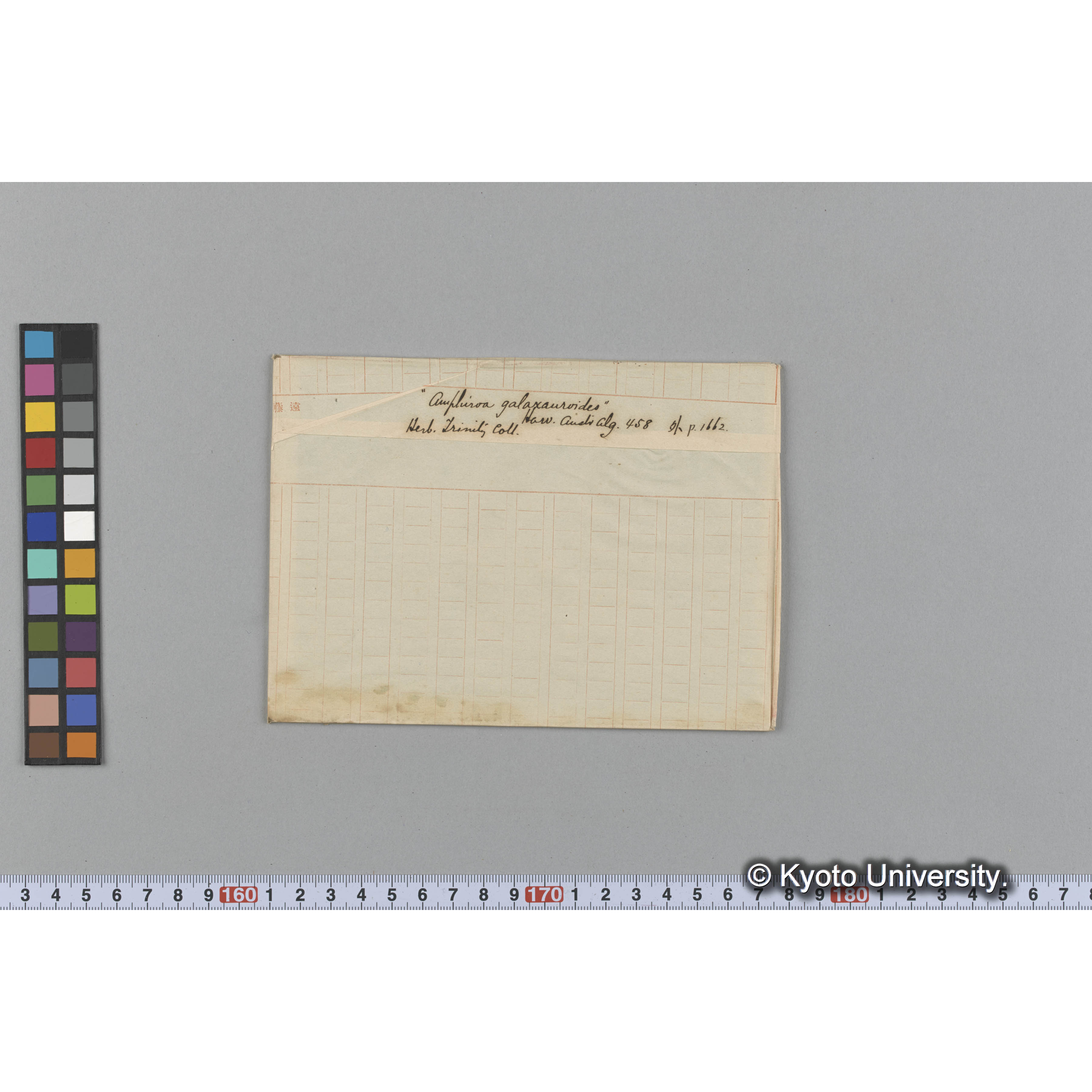 "Amphiroa galaxauroides" / 外 p.1662 / Herb. Trinity Coll. / Harv. Austr. Alg. 458 （写真帳番号 9） (1)