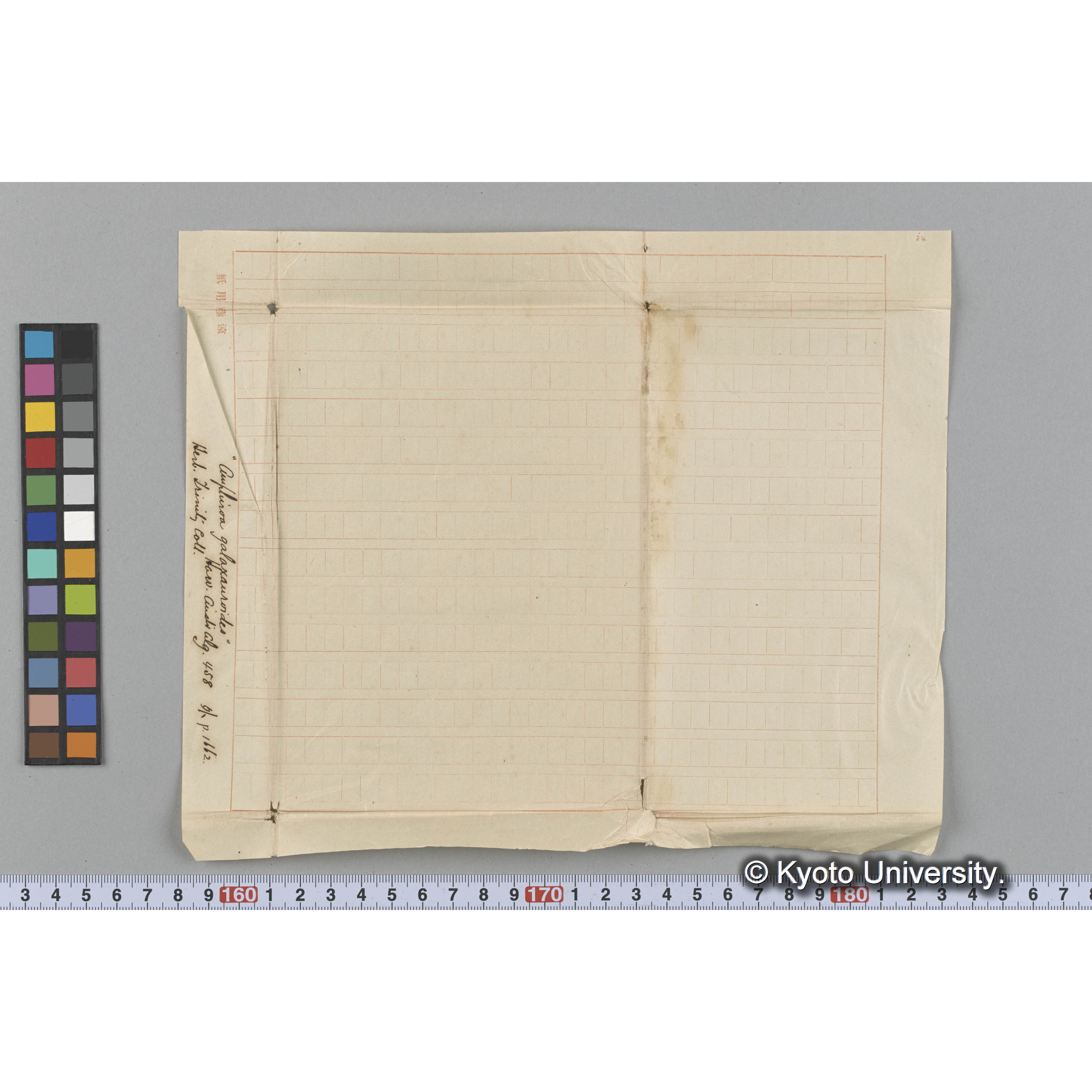 "Amphiroa galaxauroides" / 外 p.1662 / Herb. Trinity Coll. / Harv. Austr. Alg. 458 （写真帳番号 9） (3)