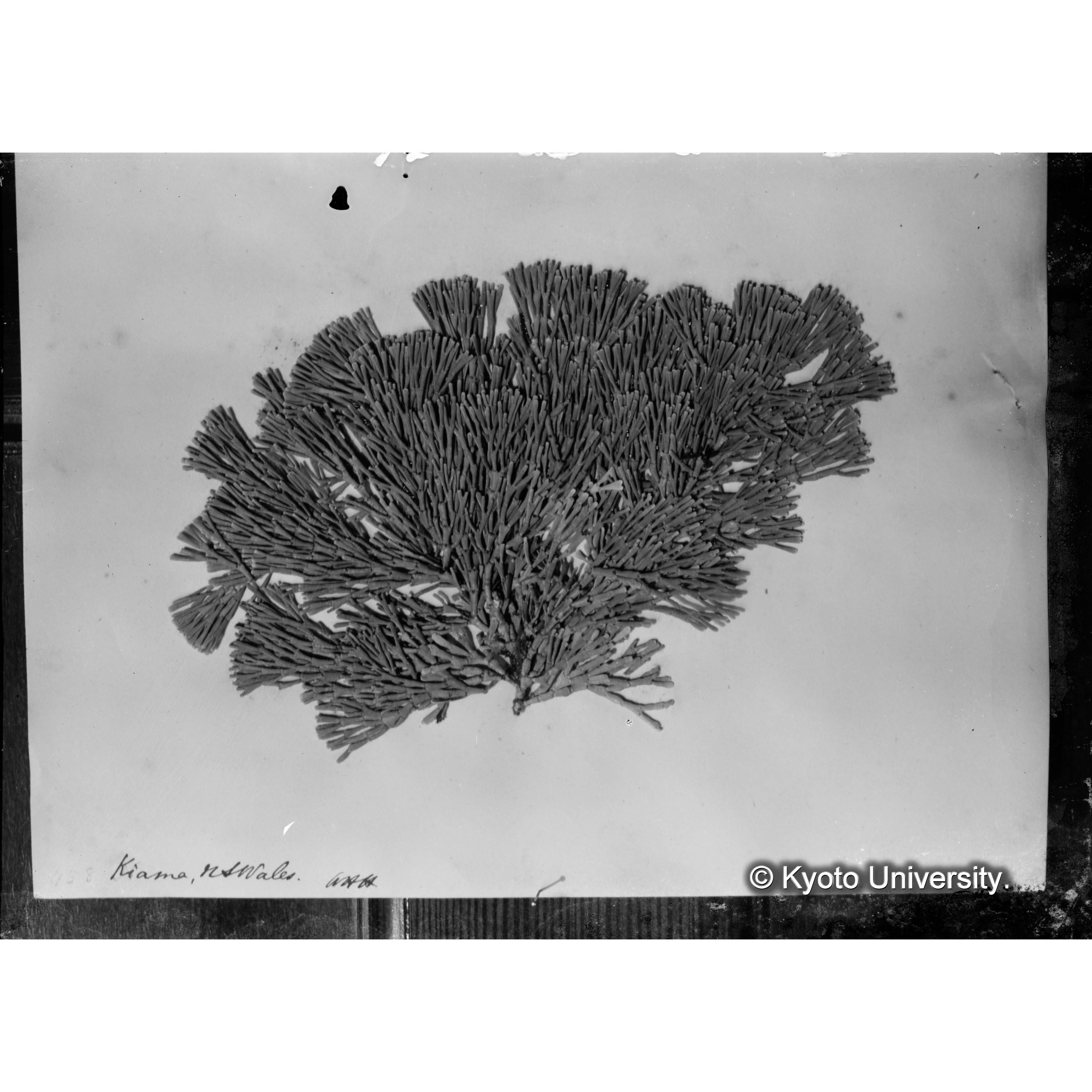 "Amphiroa galaxauroides" / 外 p.1662 / Herb. Trinity Coll. / Harv. Austr. Alg. 458 （写真帳番号 9） (4)