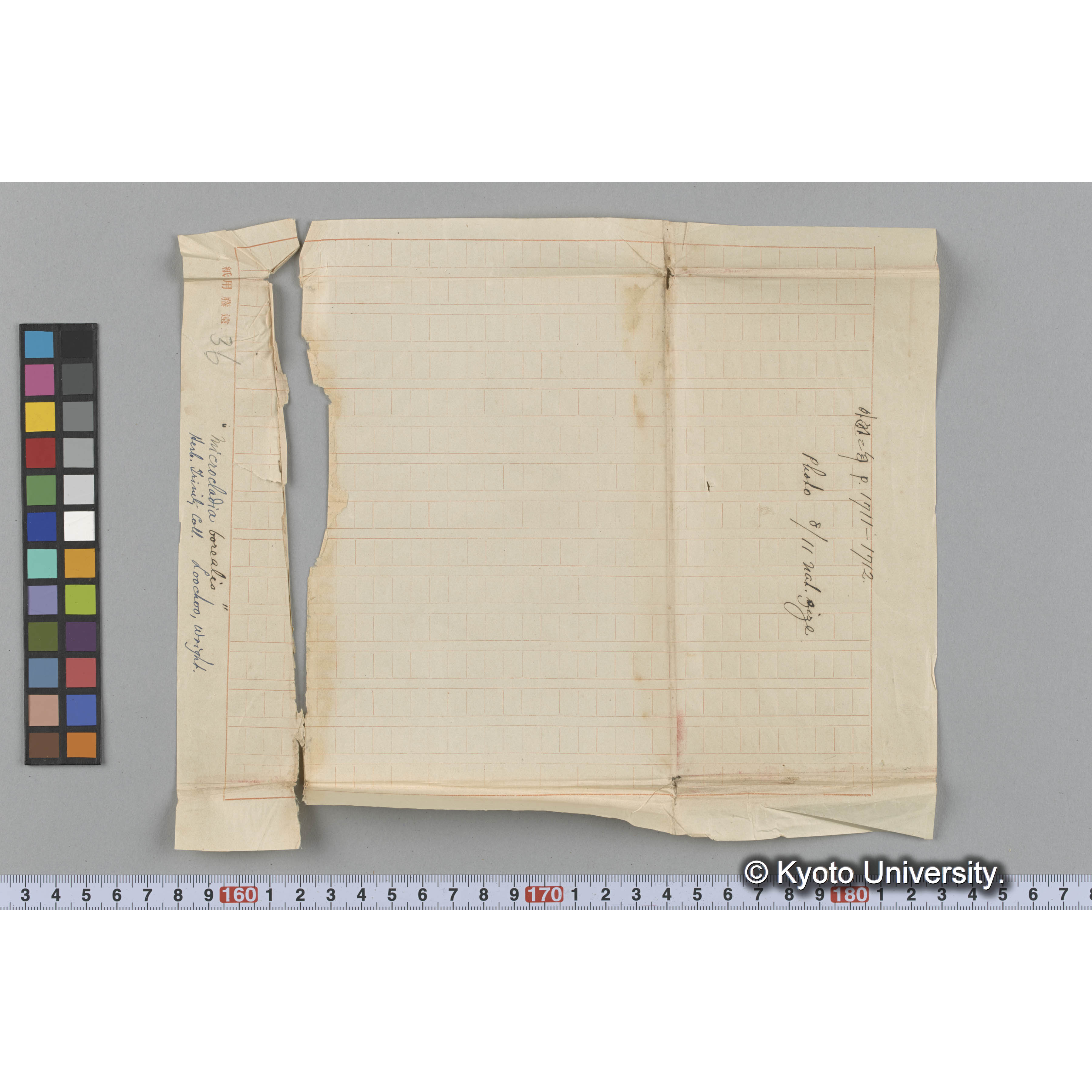 "Microcladia borealis" / Herb. Trinity Coll. / Loochoo, Wright / 外遊二年 p.1711-1712 / photo 8/11 nat. size. （写真帳番号 89） (3)