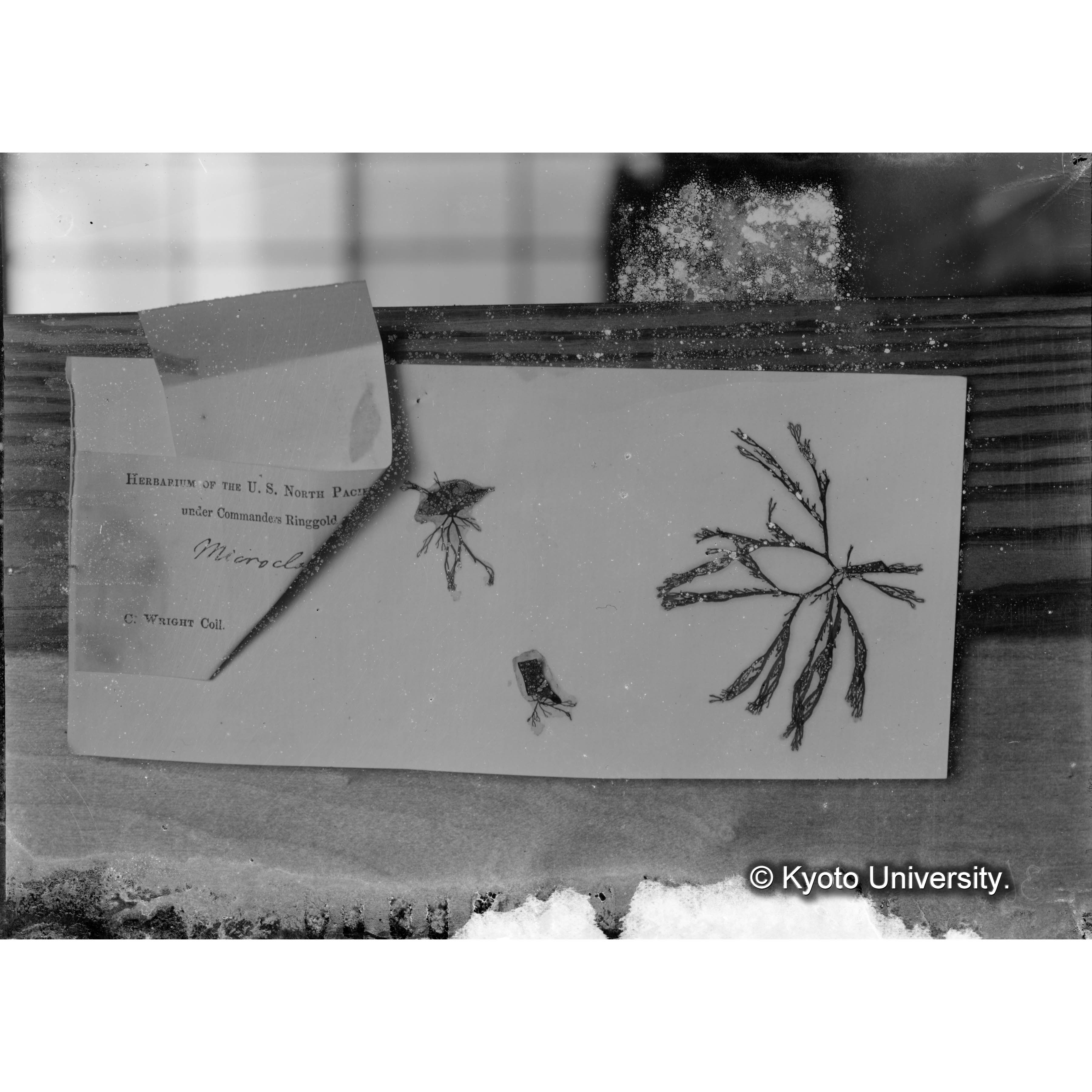 "Microcladia borealis" / Herb. Trinity Coll. / Loochoo, Wright / 外遊二年 p.1711-1712 / photo 8/11 nat. size. （写真帳番号 89） (4)