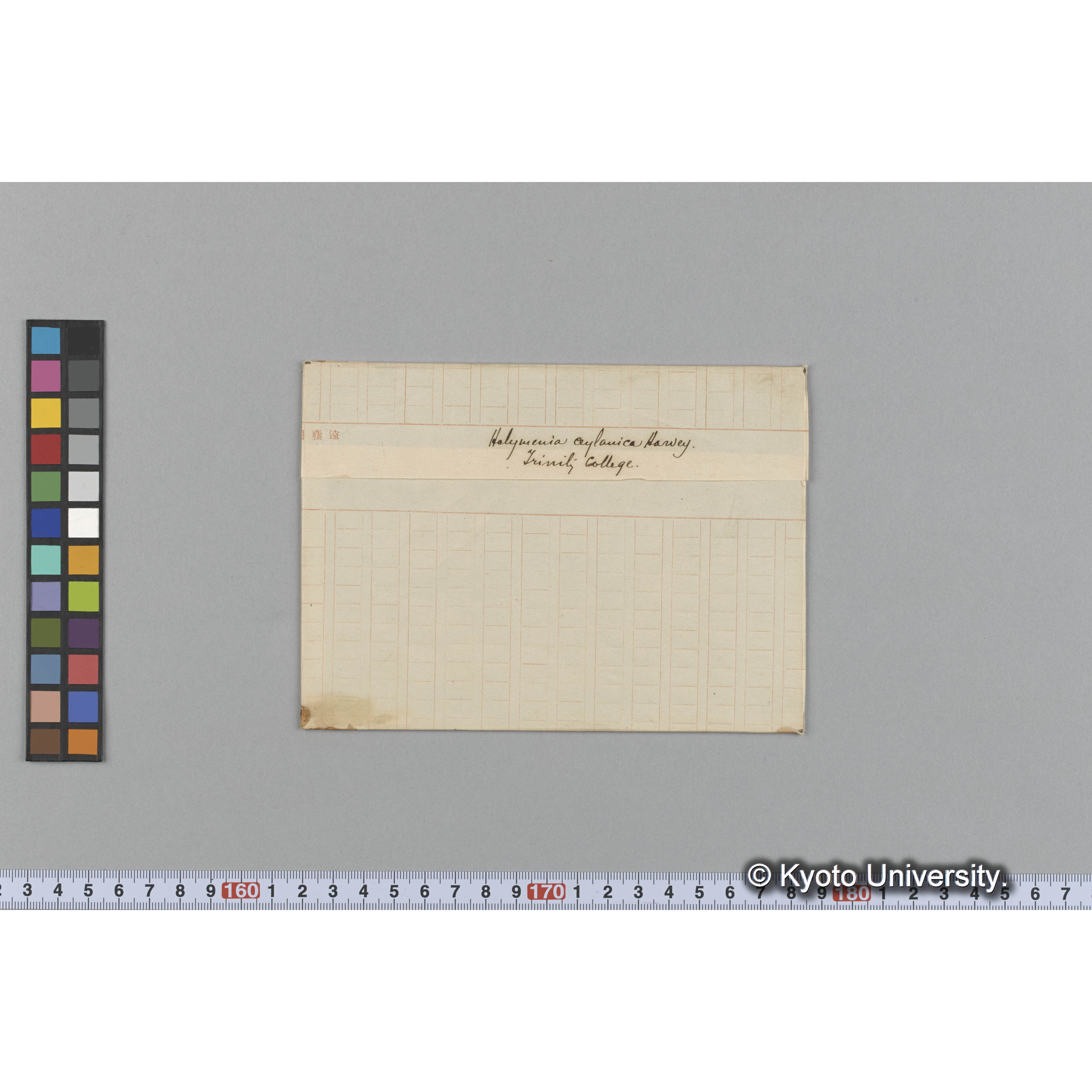 Halymenia ceylanica Harvey / Trinity College （写真帳番号 59） (1)