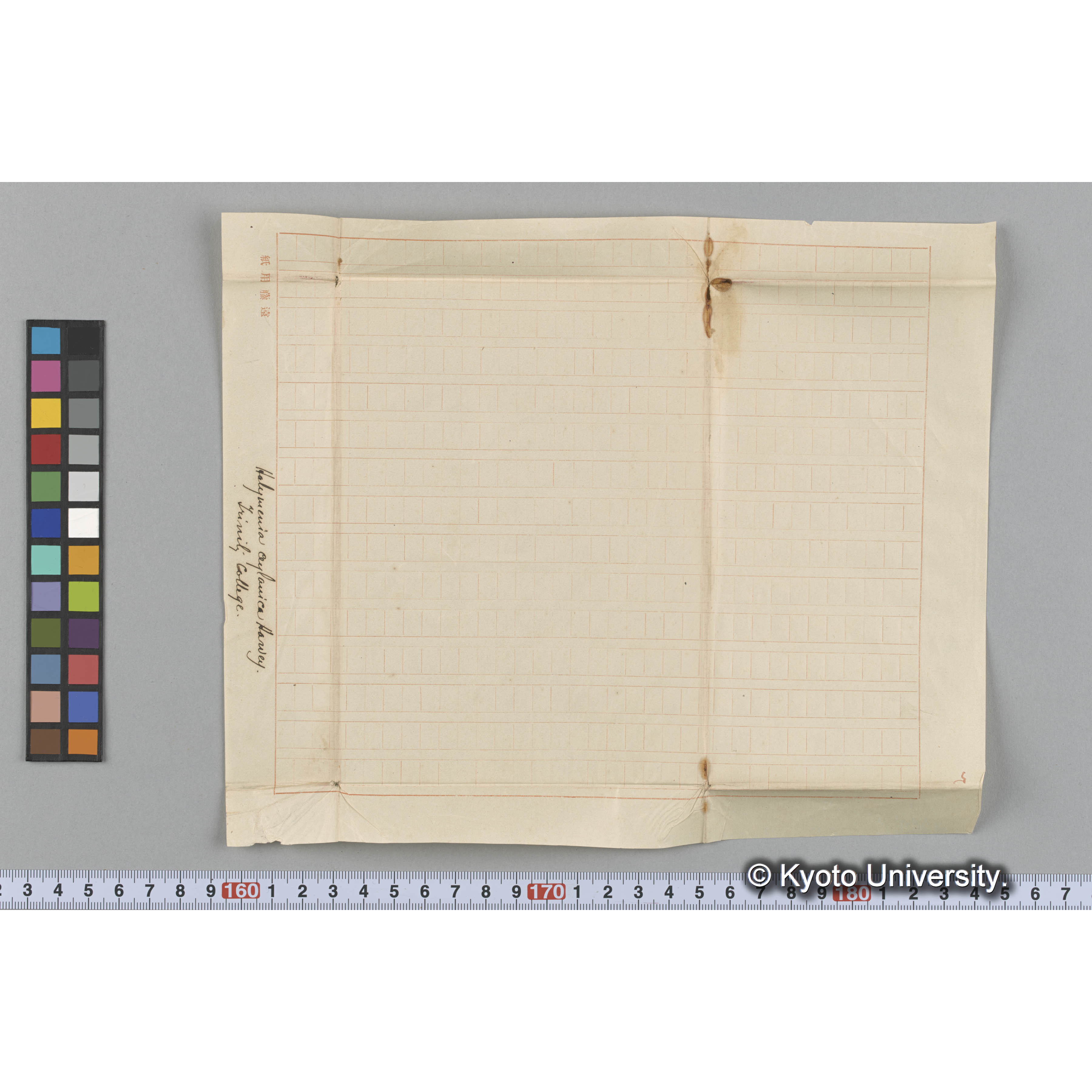 Halymenia ceylanica Harvey / Trinity College （写真帳番号 59） (3)