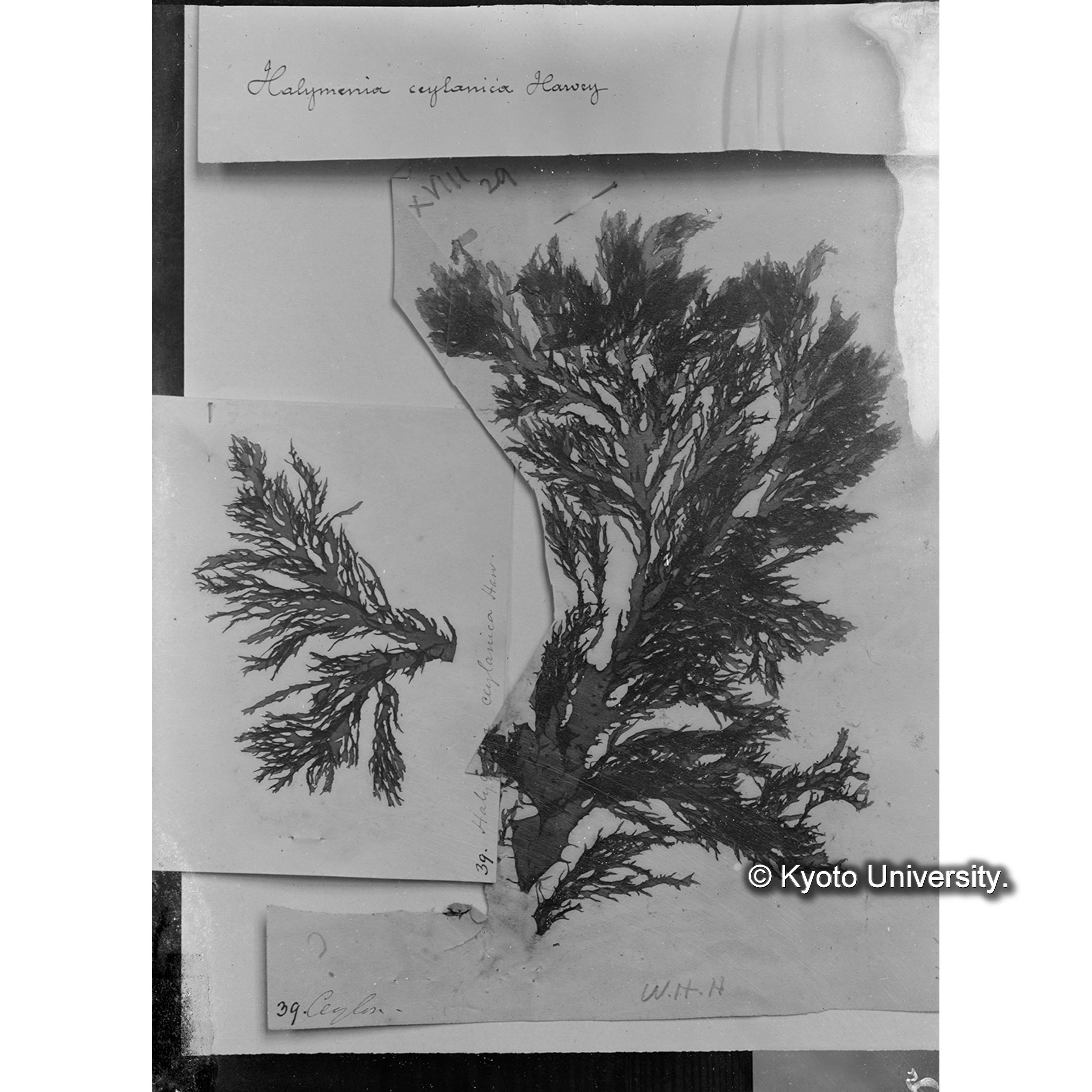 Halymenia ceylanica Harvey / Trinity College （写真帳番号 59） (4)