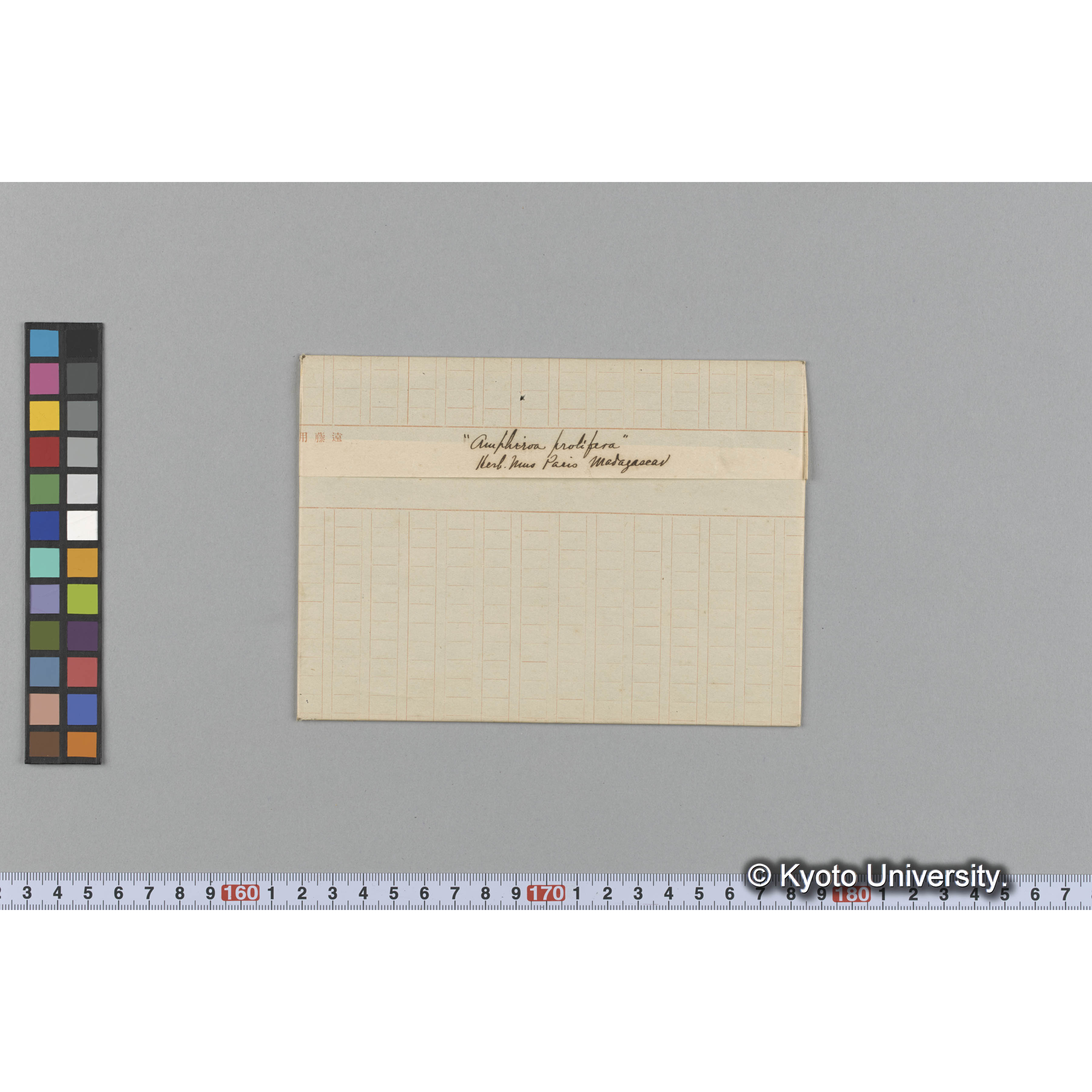 "Amphiroa prolifera" / Herb. Mus Paris / Madagascar （写真帳番号 11） (1)