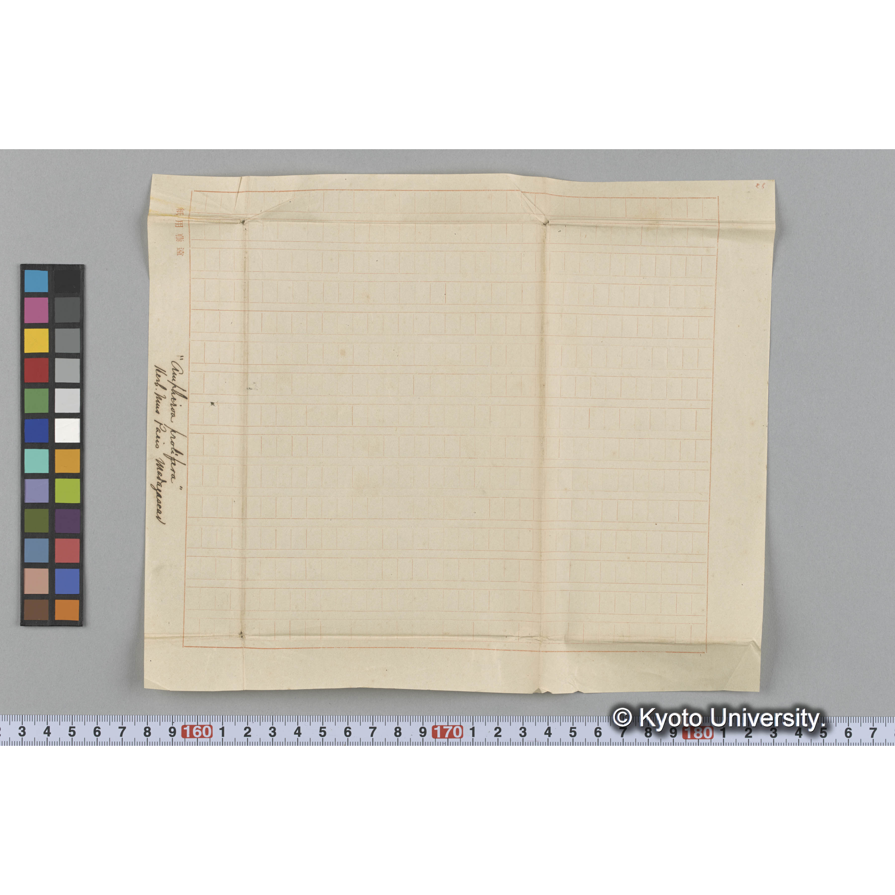 "Amphiroa prolifera" / Herb. Mus Paris / Madagascar （写真帳番号 11） (3)