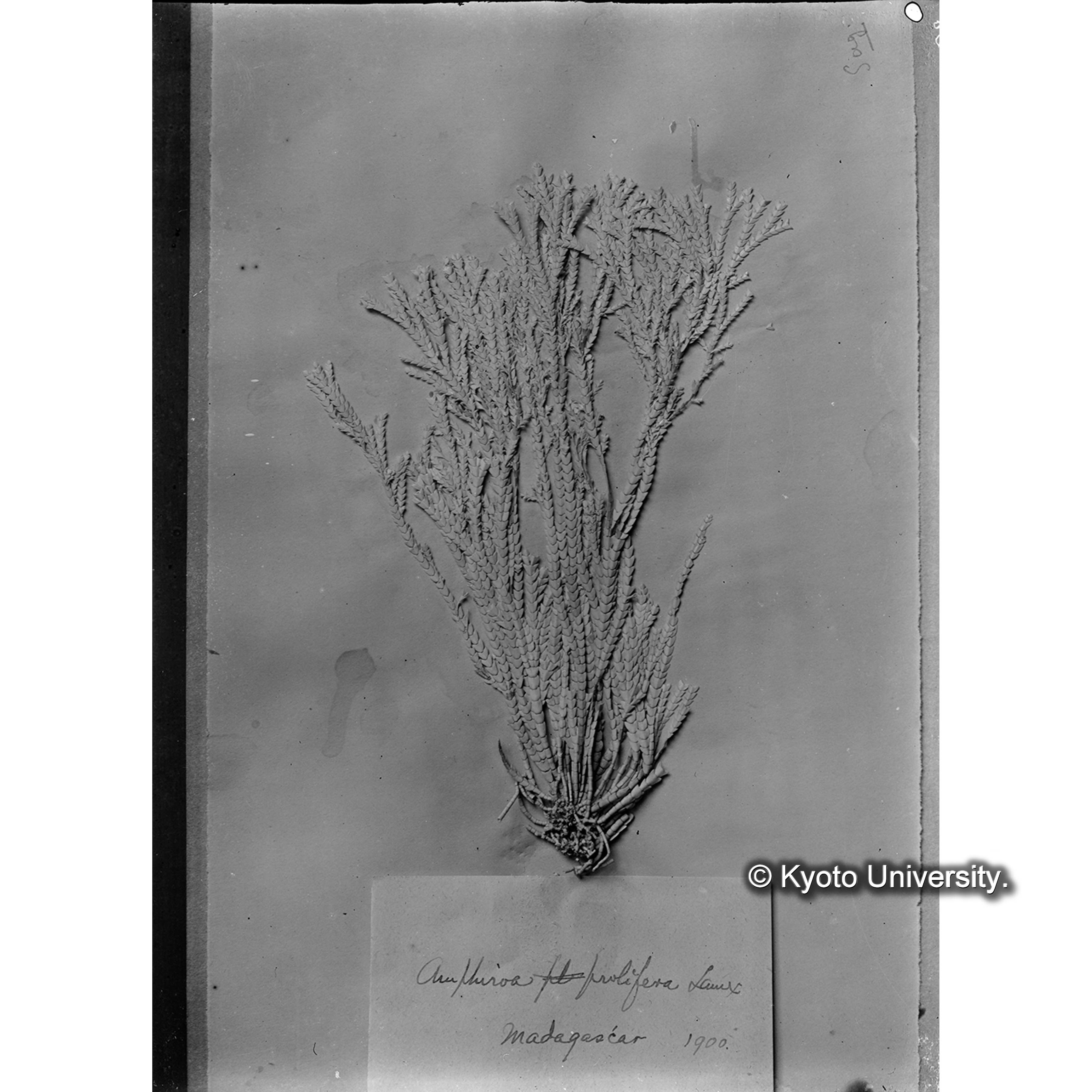 "Amphiroa prolifera" / Herb. Mus Paris / Madagascar （写真帳番号 11） (4)