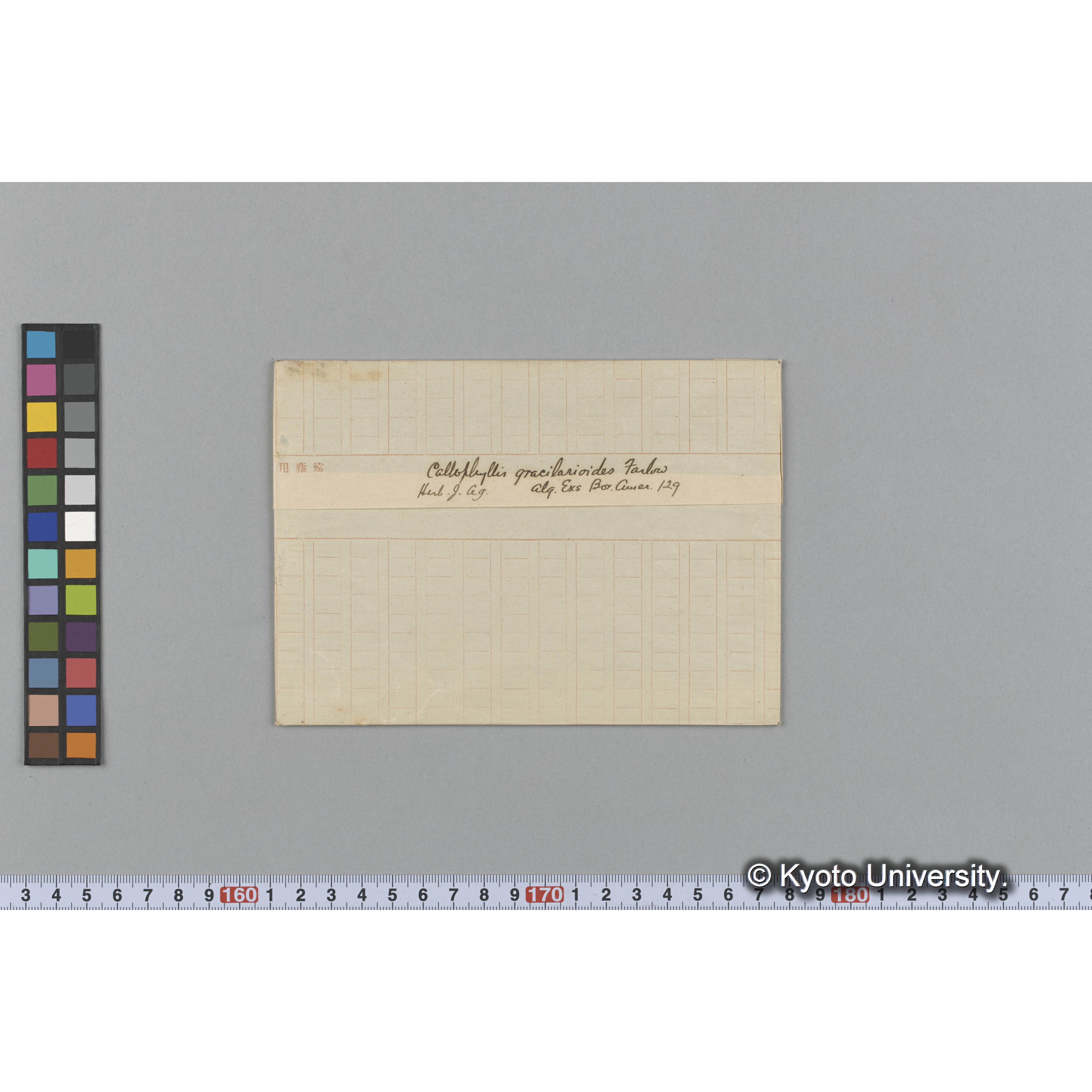 Callophyllis gracilarioides Farlow / Herb. J. Ag. / Alg Exs Bor. Amer. 129 （写真帳番号 16） (1)