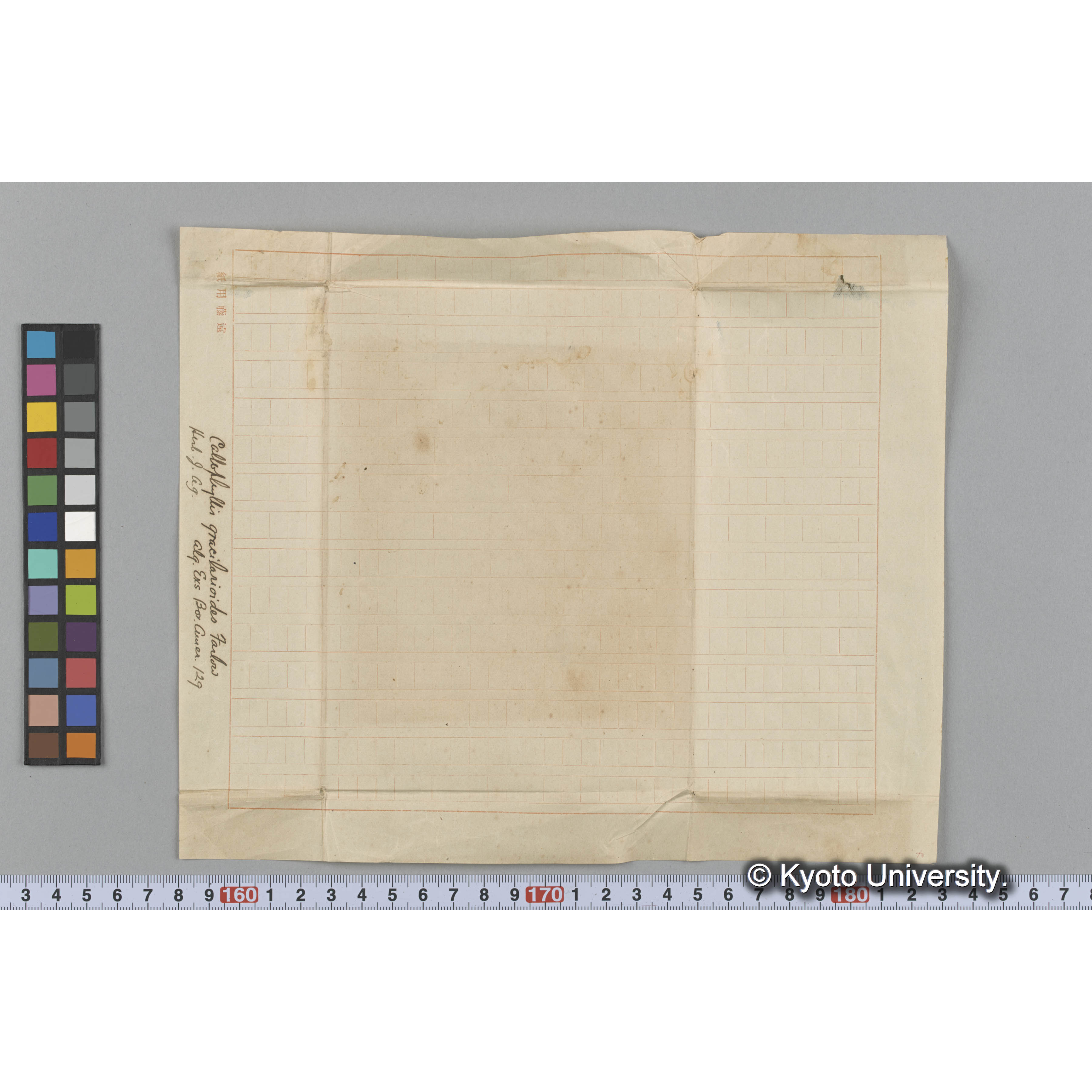 Callophyllis gracilarioides Farlow / Herb. J. Ag. / Alg Exs Bor. Amer. 129 （写真帳番号 16） (3)