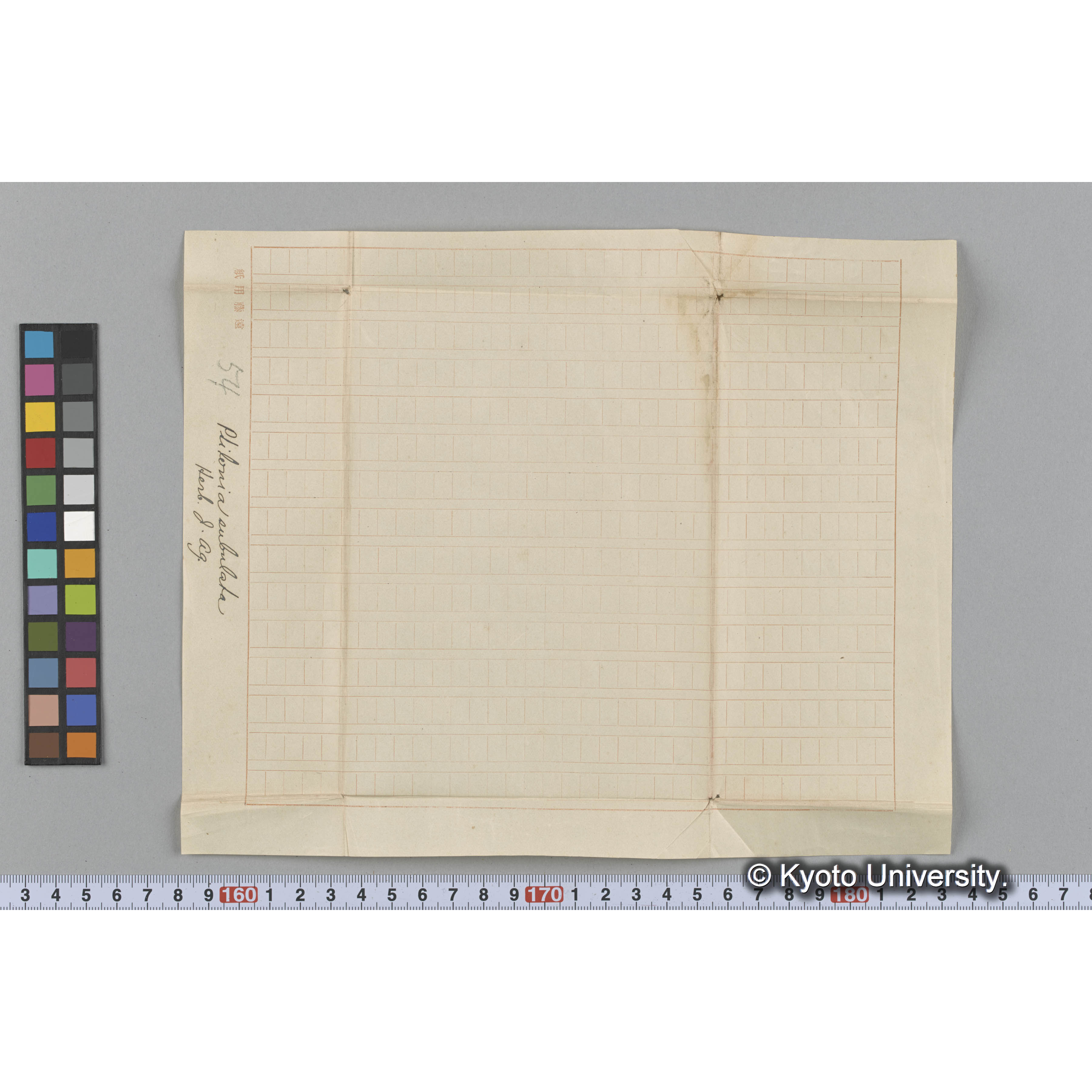 Ptilonia subulata / Herb. J. Ag. （写真帳番号 96） (3)