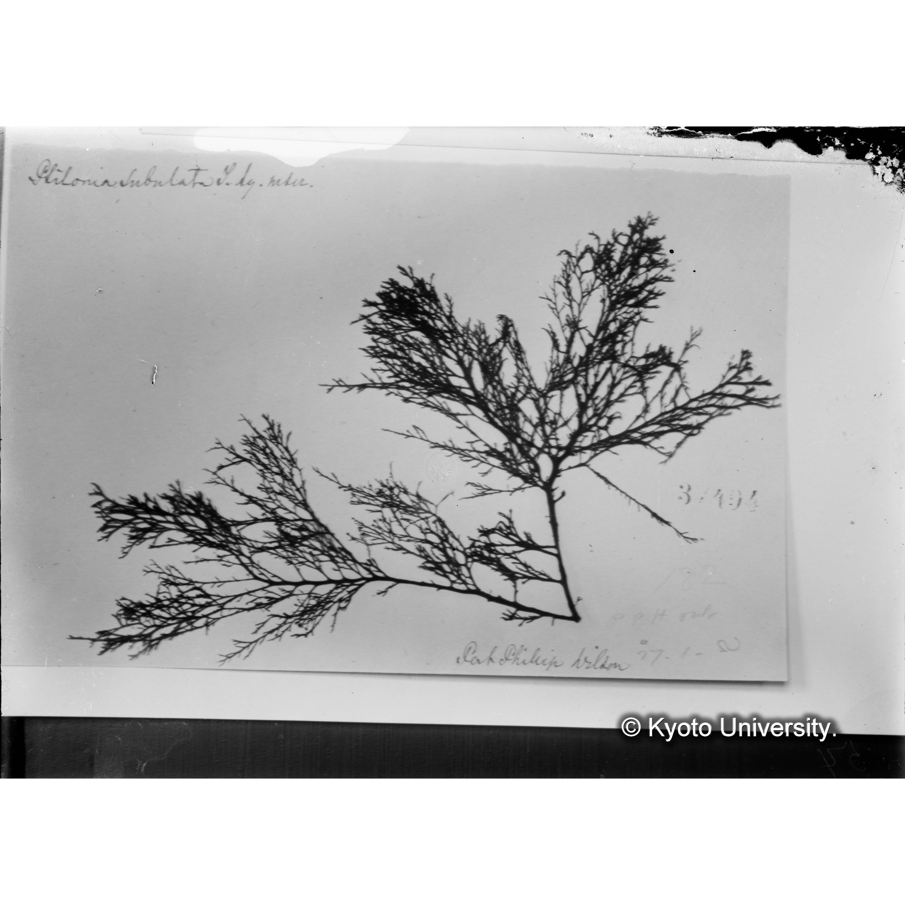 Ptilonia subulata / Herb. J. Ag. （写真帳番号 96） (4)