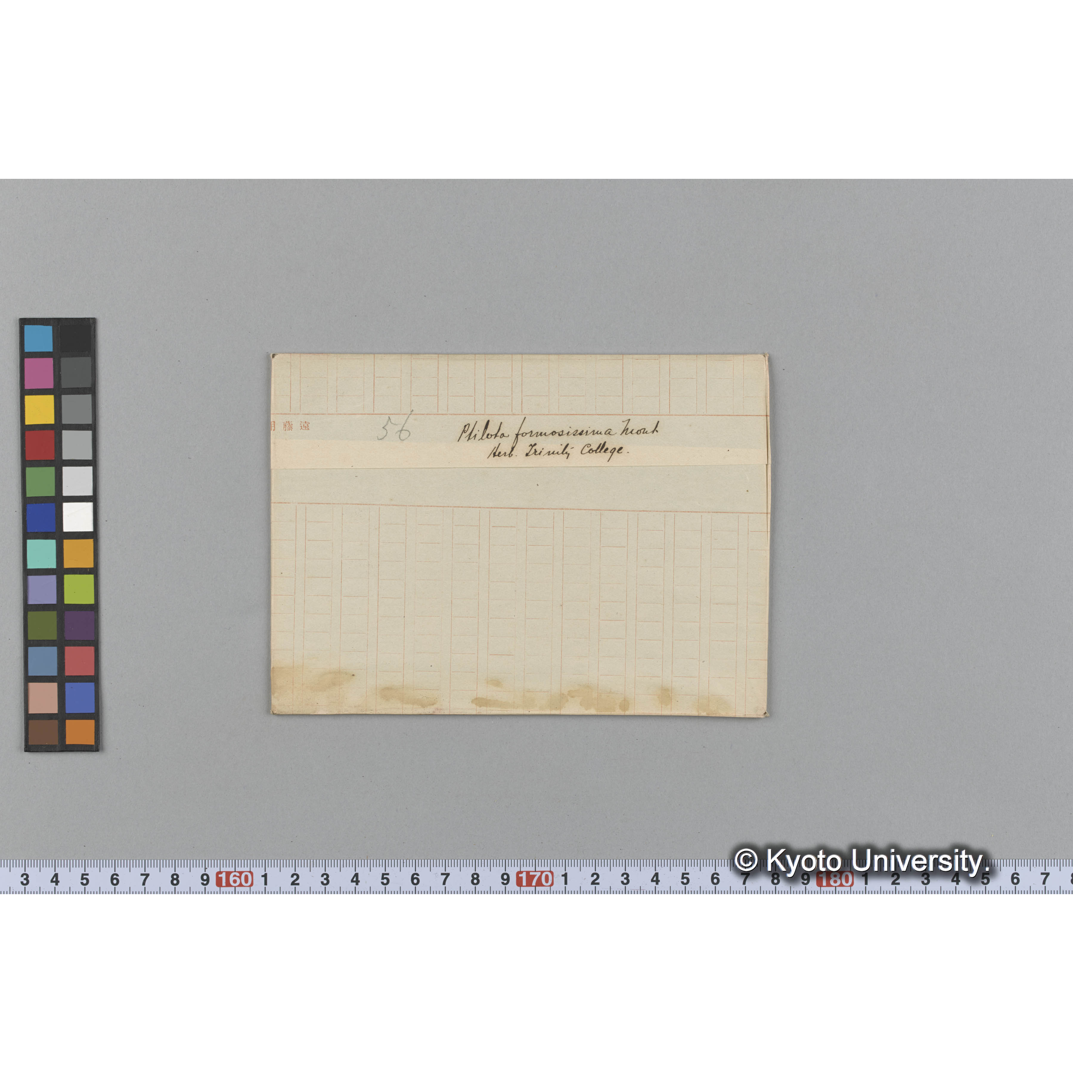 Ptilota formosissima Mont / Herb. Trinity College. （写真帳番号 97） (1)