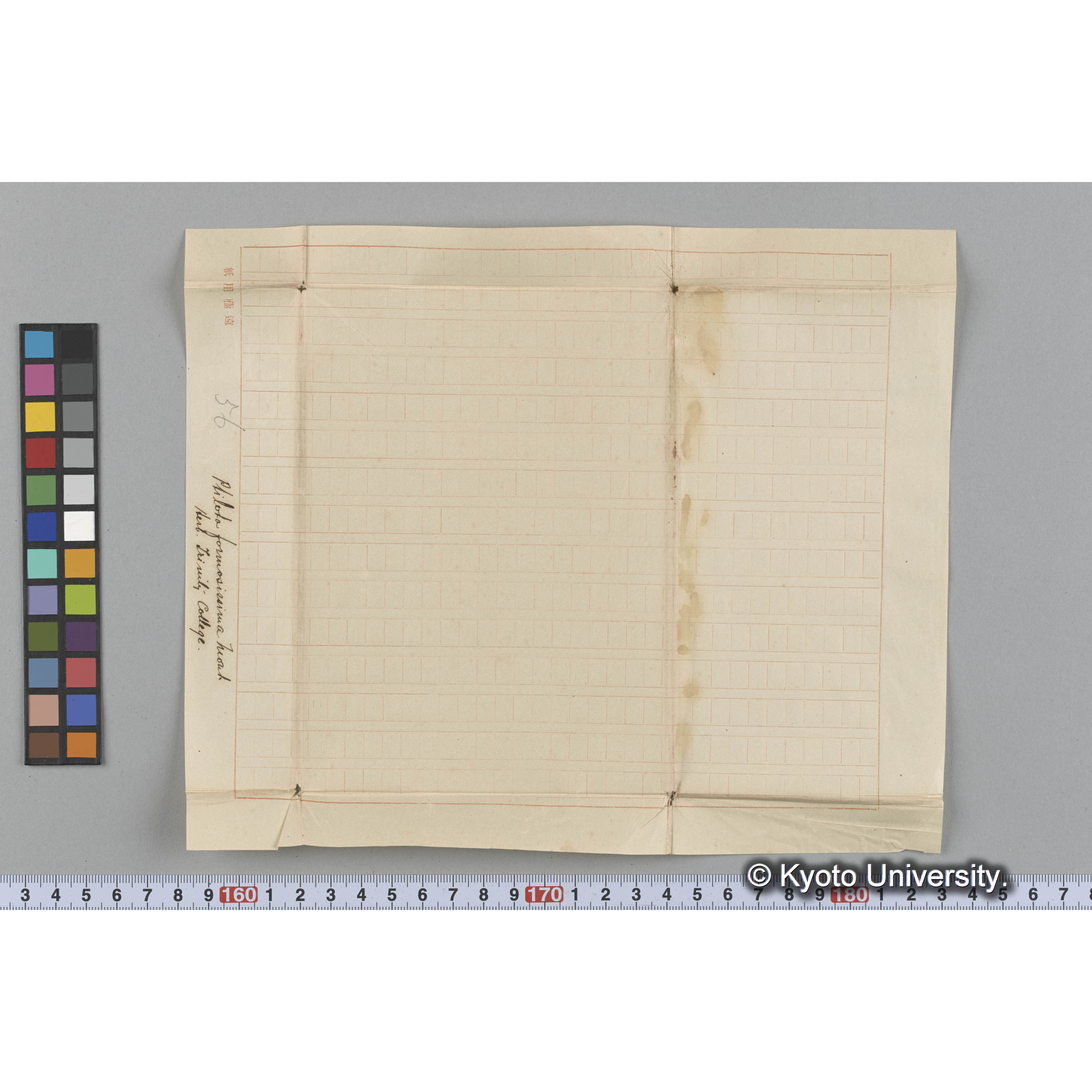 Ptilota formosissima Mont / Herb. Trinity College. （写真帳番号 97） (3)