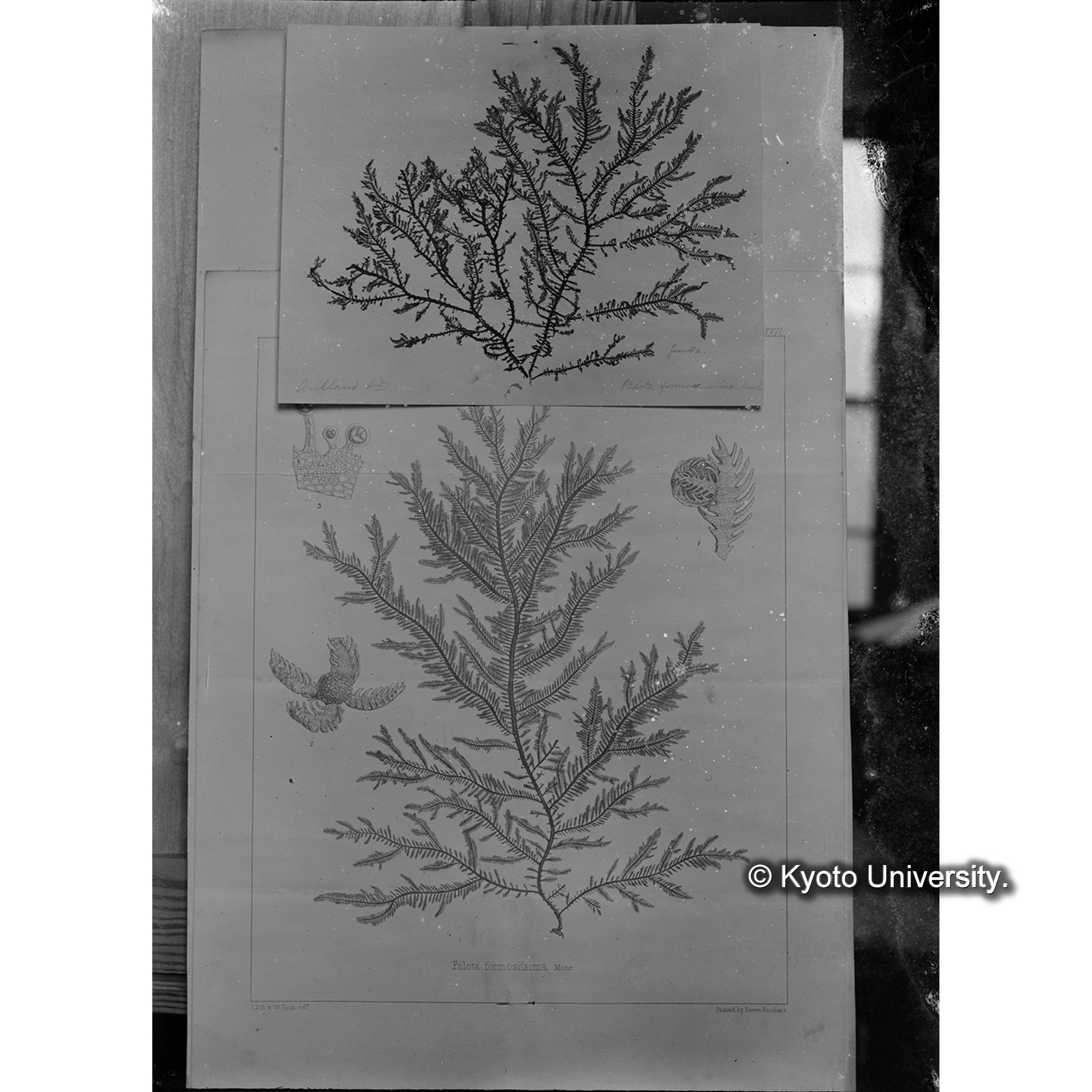 Ptilota formosissima Mont / Herb. Trinity College. （写真帳番号 97） (4)