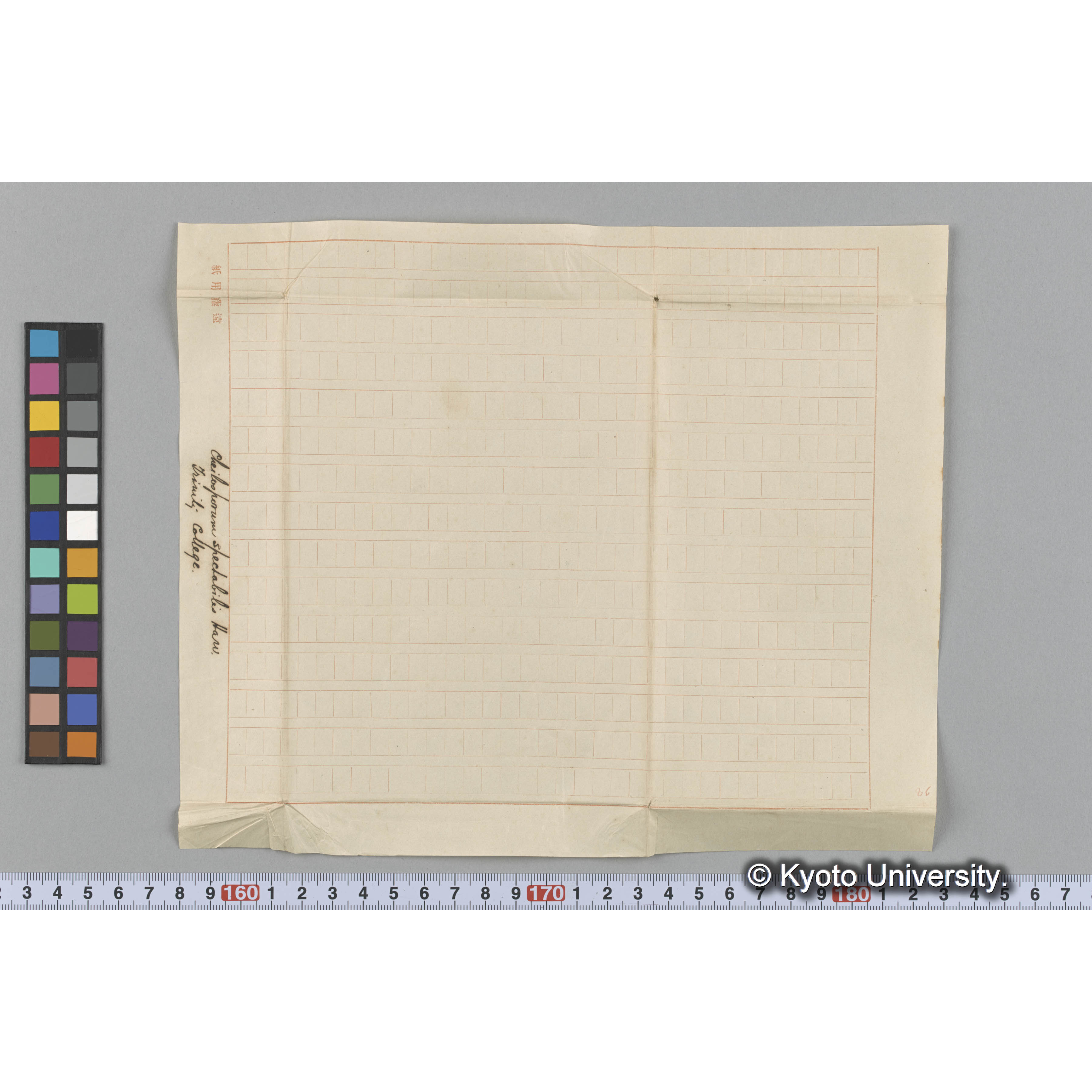 Cheilosporum spectabilis Harv. / Trinity College. （写真帳番号 24） (3)