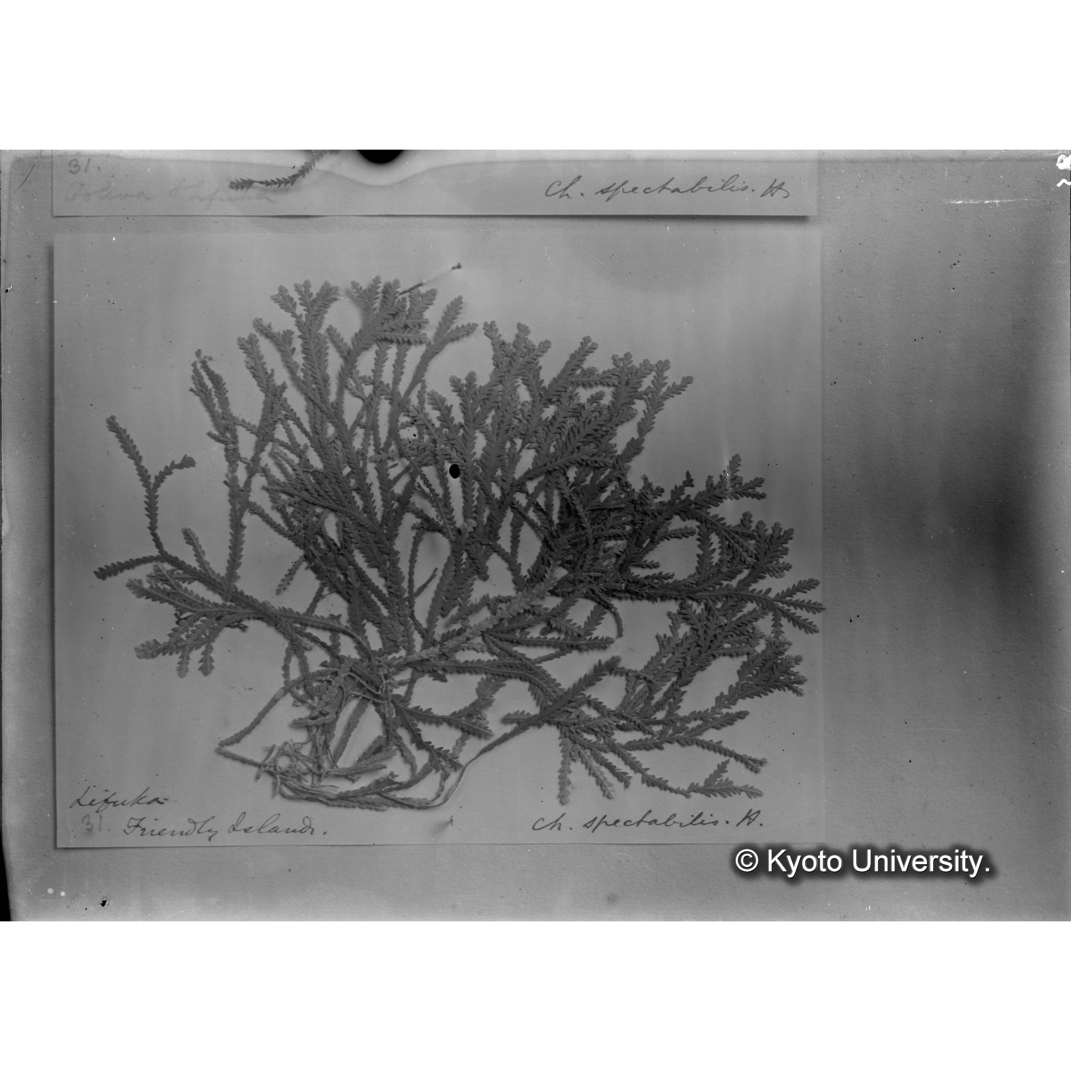 Cheilosporum spectabilis Harv. / Trinity College. （写真帳番号 24） (4)