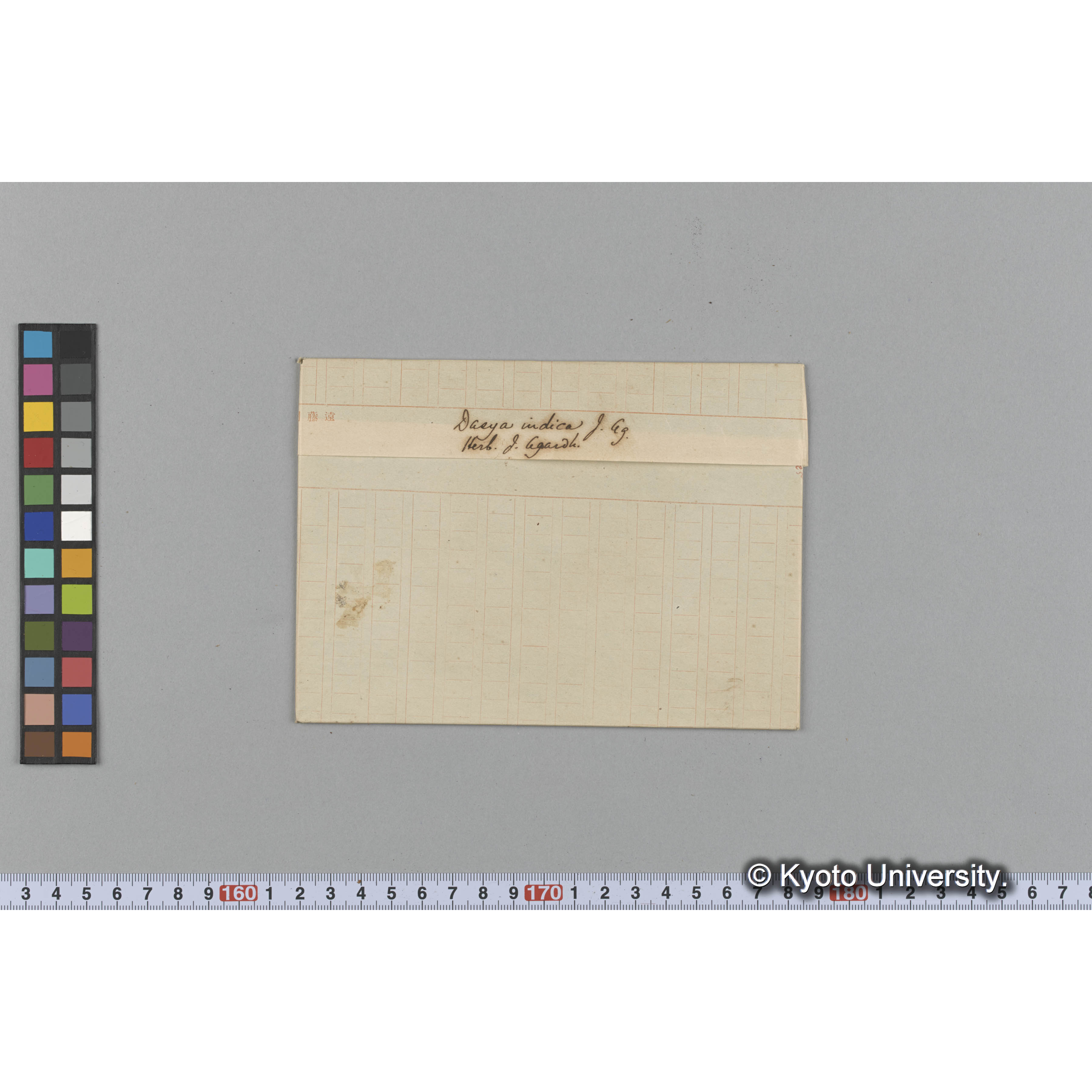 Dasya indica J. Ag. / Herb. J. Agardh. （写真帳番号 40） (1)