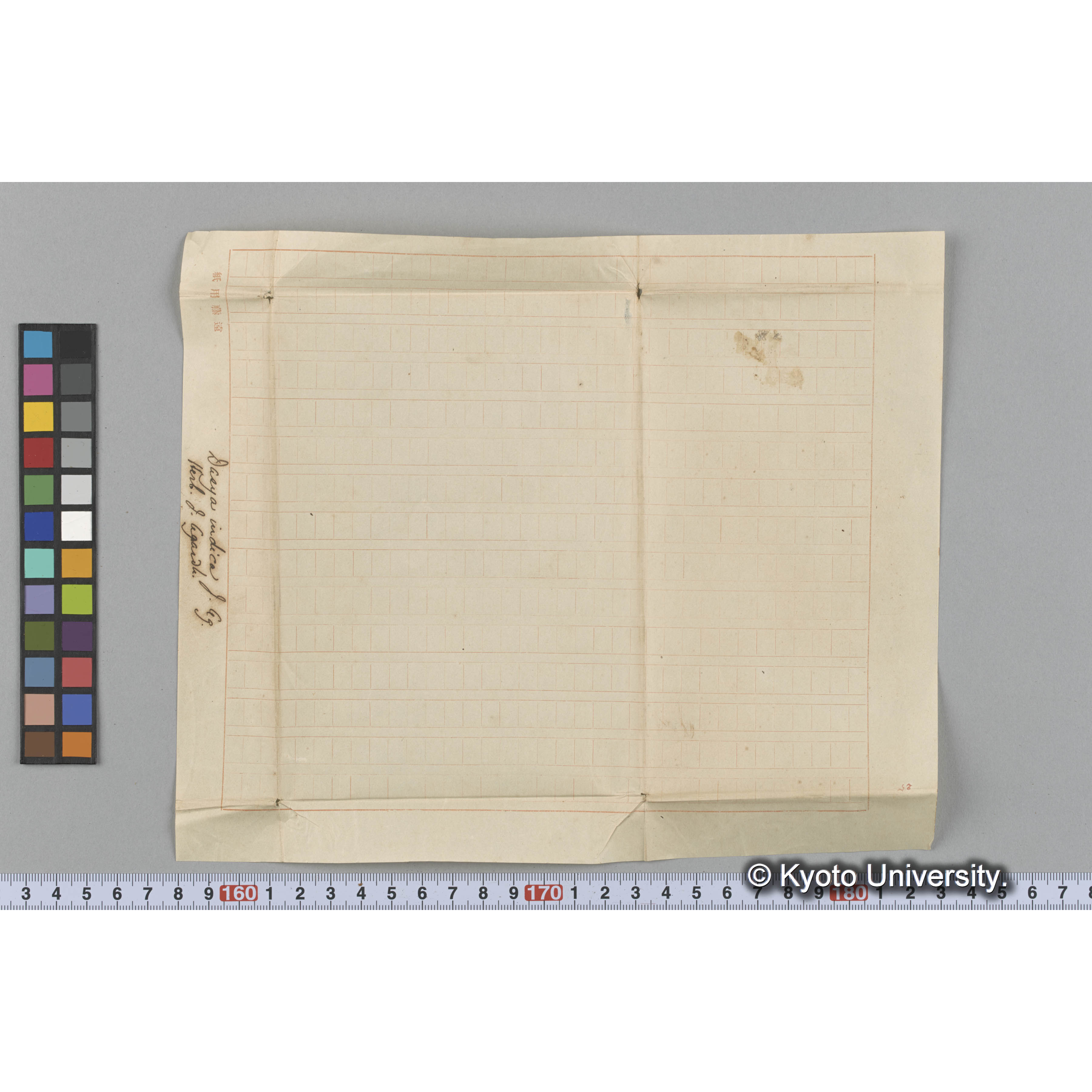 Dasya indica J. Ag. / Herb. J. Agardh. （写真帳番号 40） (3)