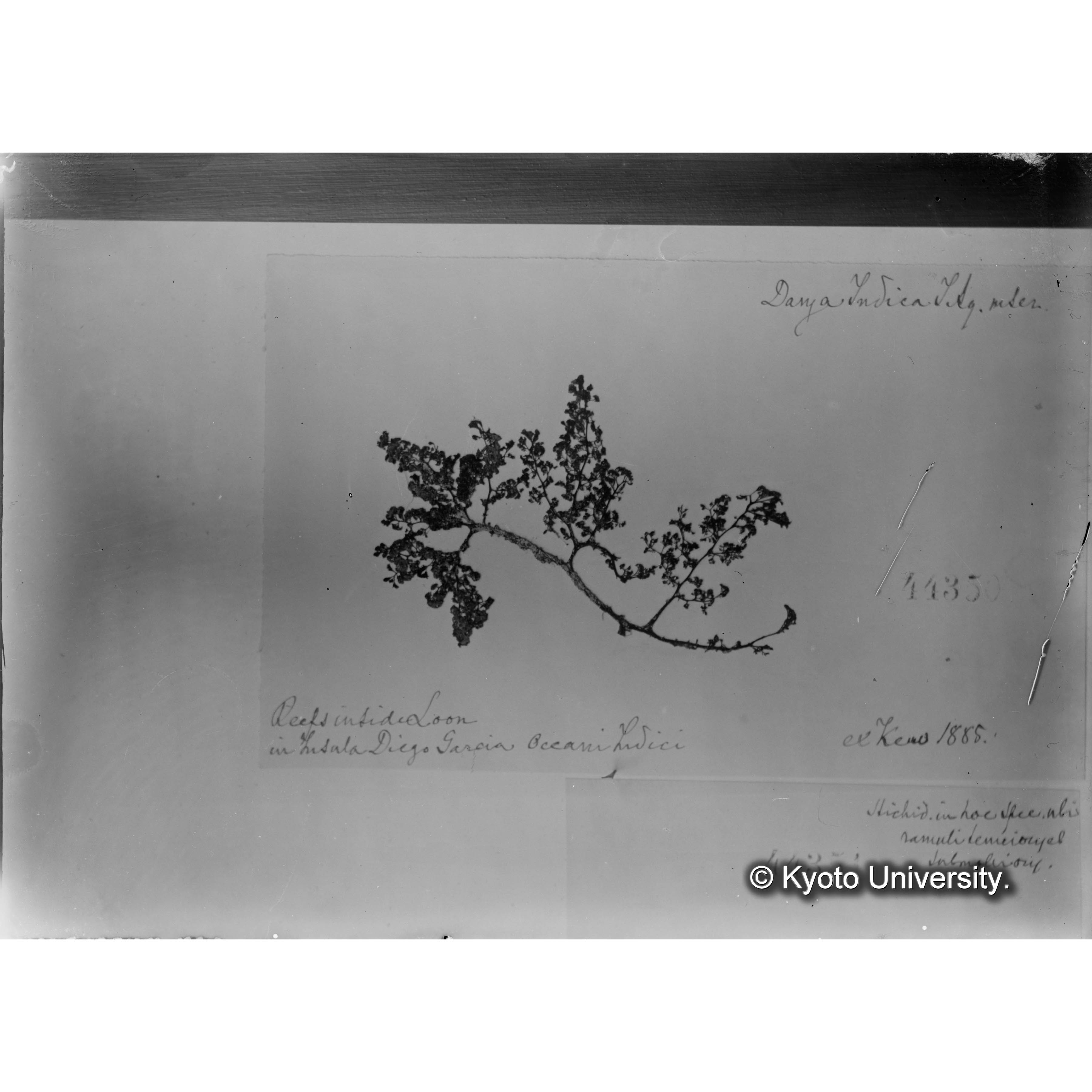 Dasya indica J. Ag. / Herb. J. Agardh. （写真帳番号 40） (4)