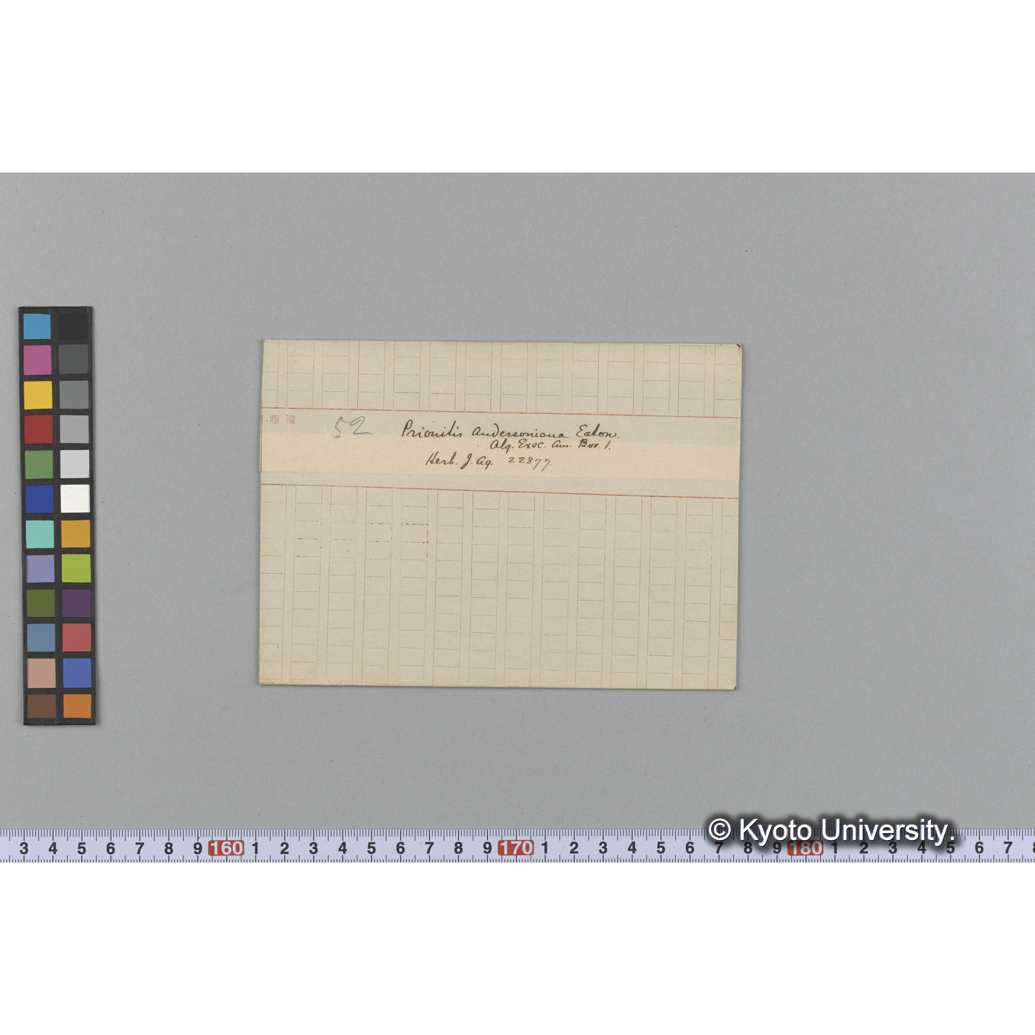 Prionitis andersoniana Eaton. / Herb. J. Ag. 22877 / Alg. Exsc. Am. Bor. l. （写真帳番号 98） (1)