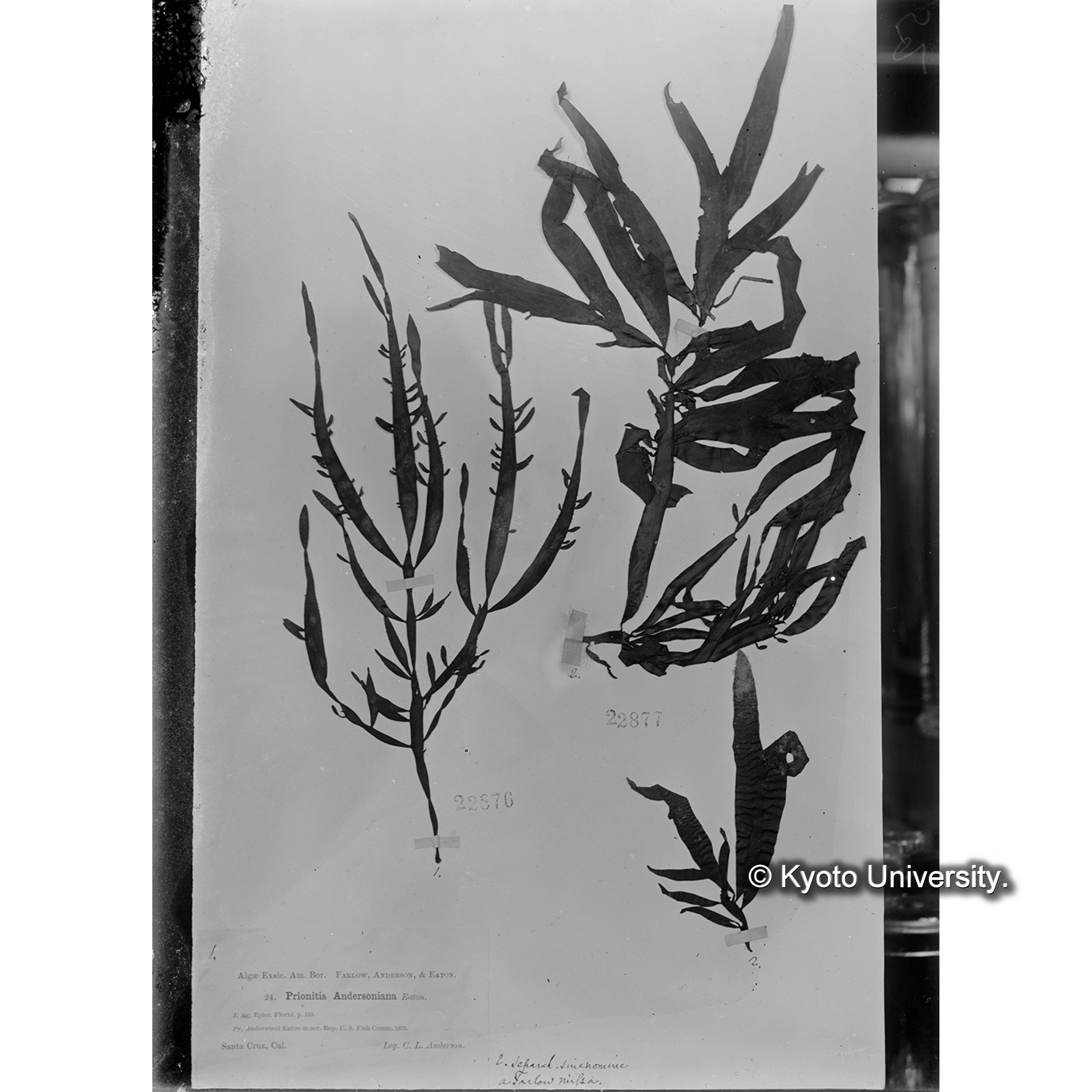 Prionitis andersoniana Eaton. / Herb. J. Ag. 22877 / Alg. Exsc. Am. Bor. l. （写真帳番号 98） (4)