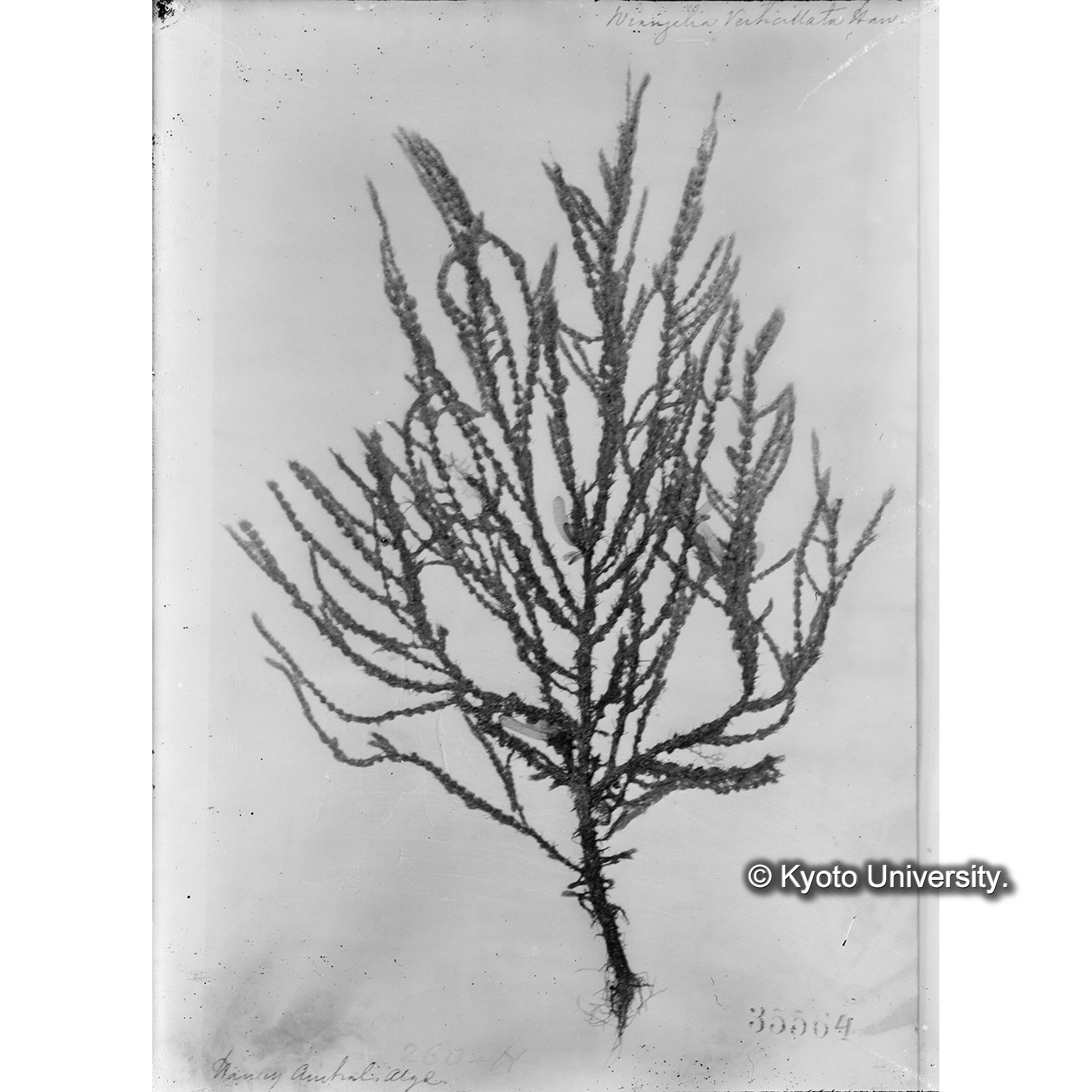 Wrangelia verticillata Herv. / Herb. J. Ag. / Austr. Alg 260 H. （写真帳番号 115） (4)