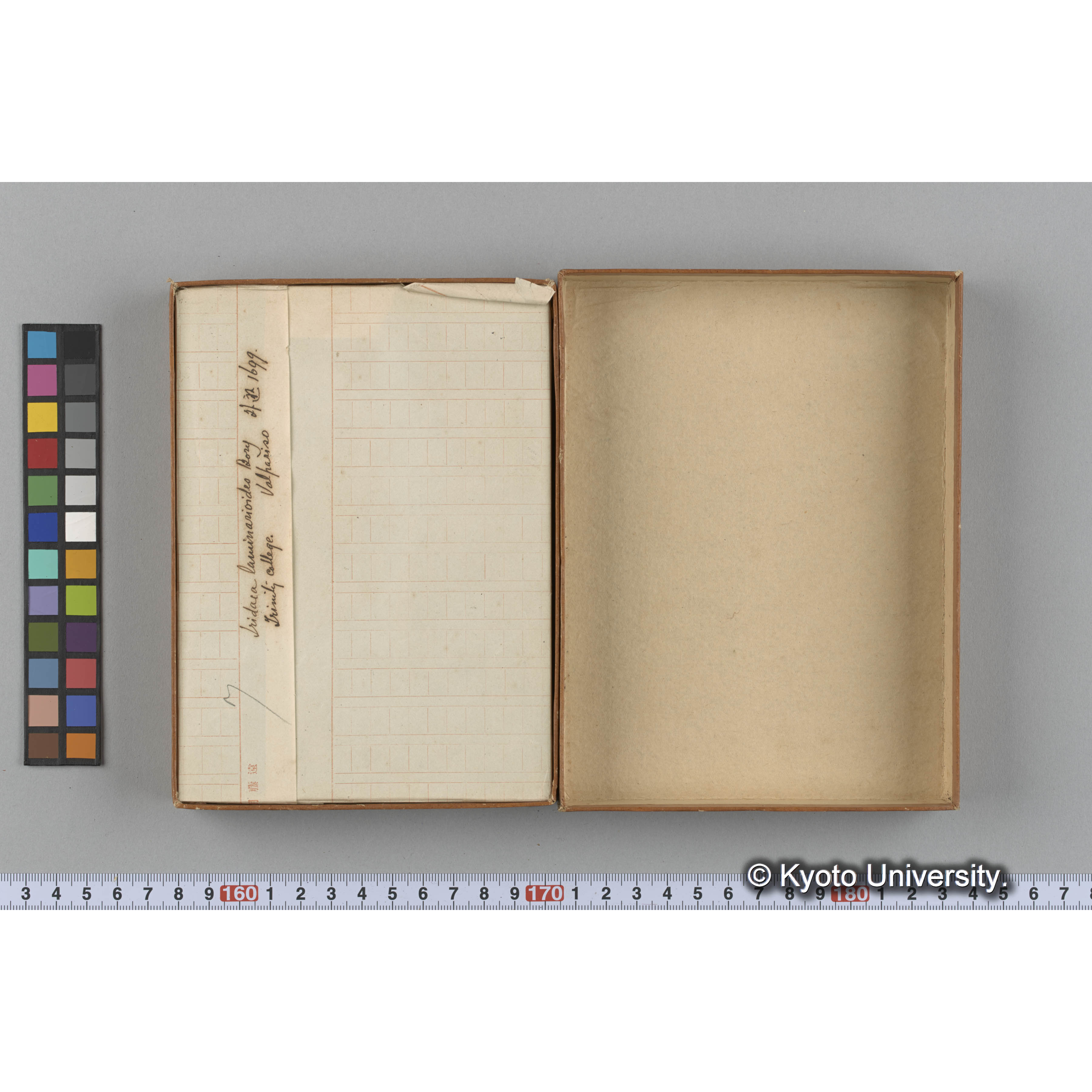 [ガラス乾板収納箱5.]algae, 原板12 (2)